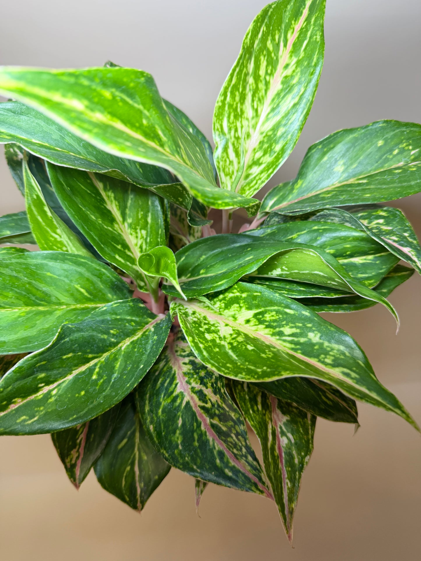 Aglaonema Pink 6” Pot