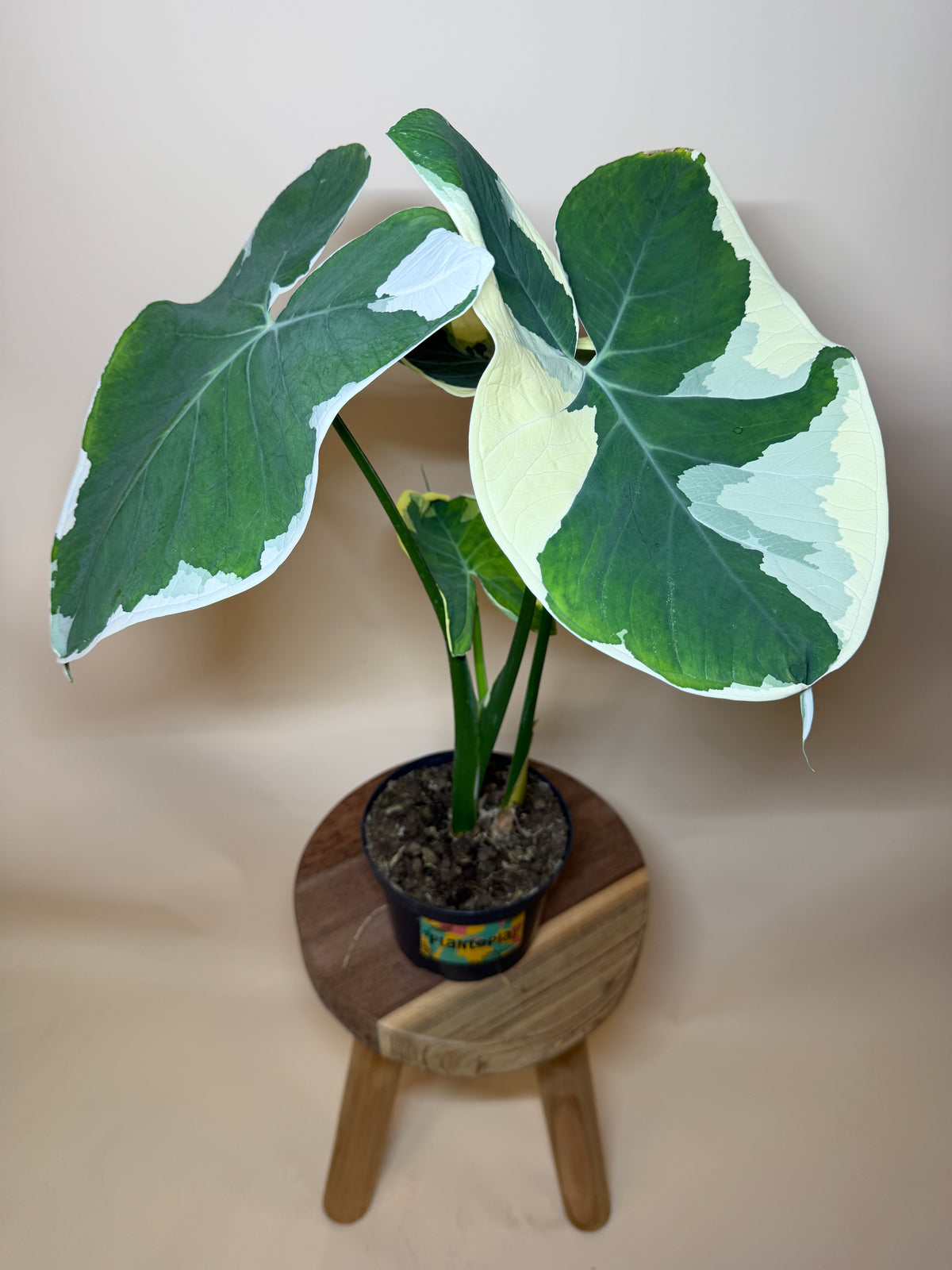 Alocasia Mickey Mouse 6” Pot