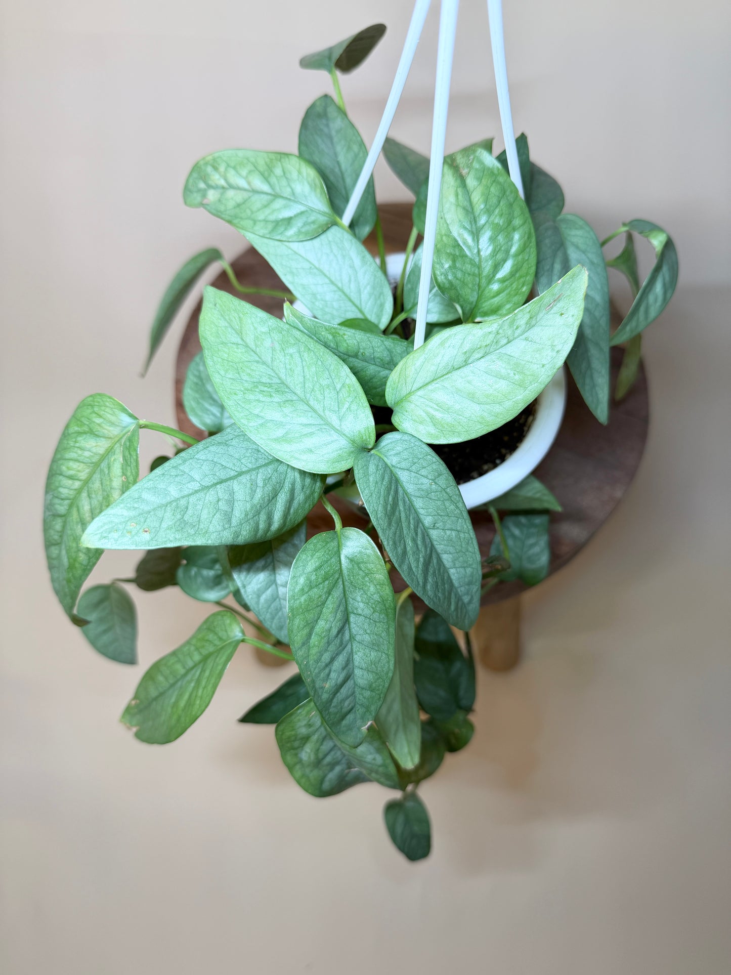 Pothos Cebu Blue 4.5” Pot