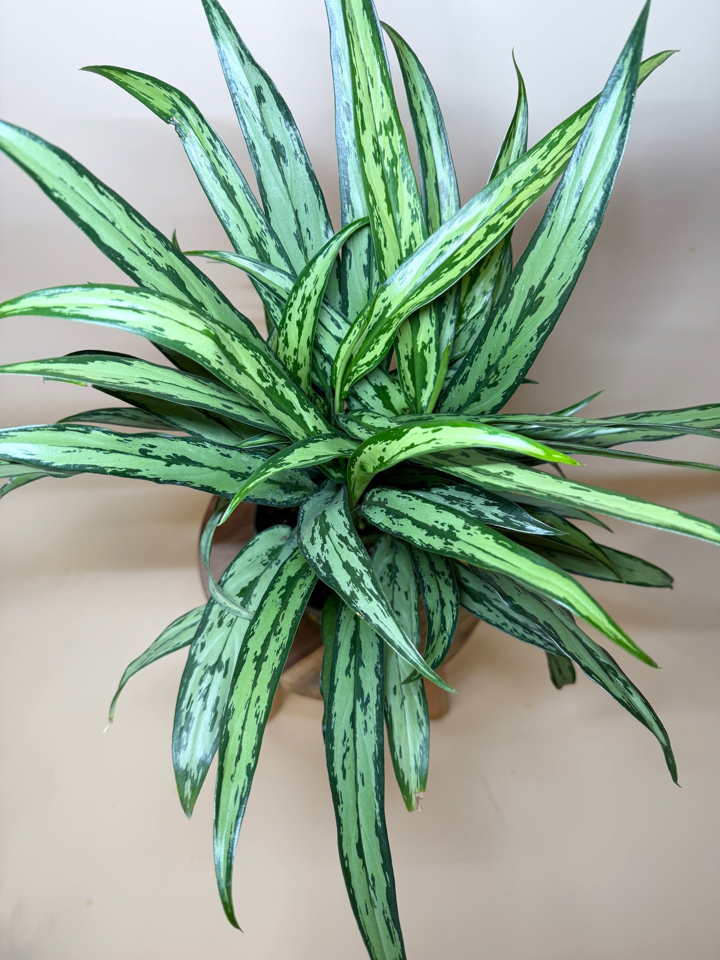 Aglaonema Cutlass 6” Pot