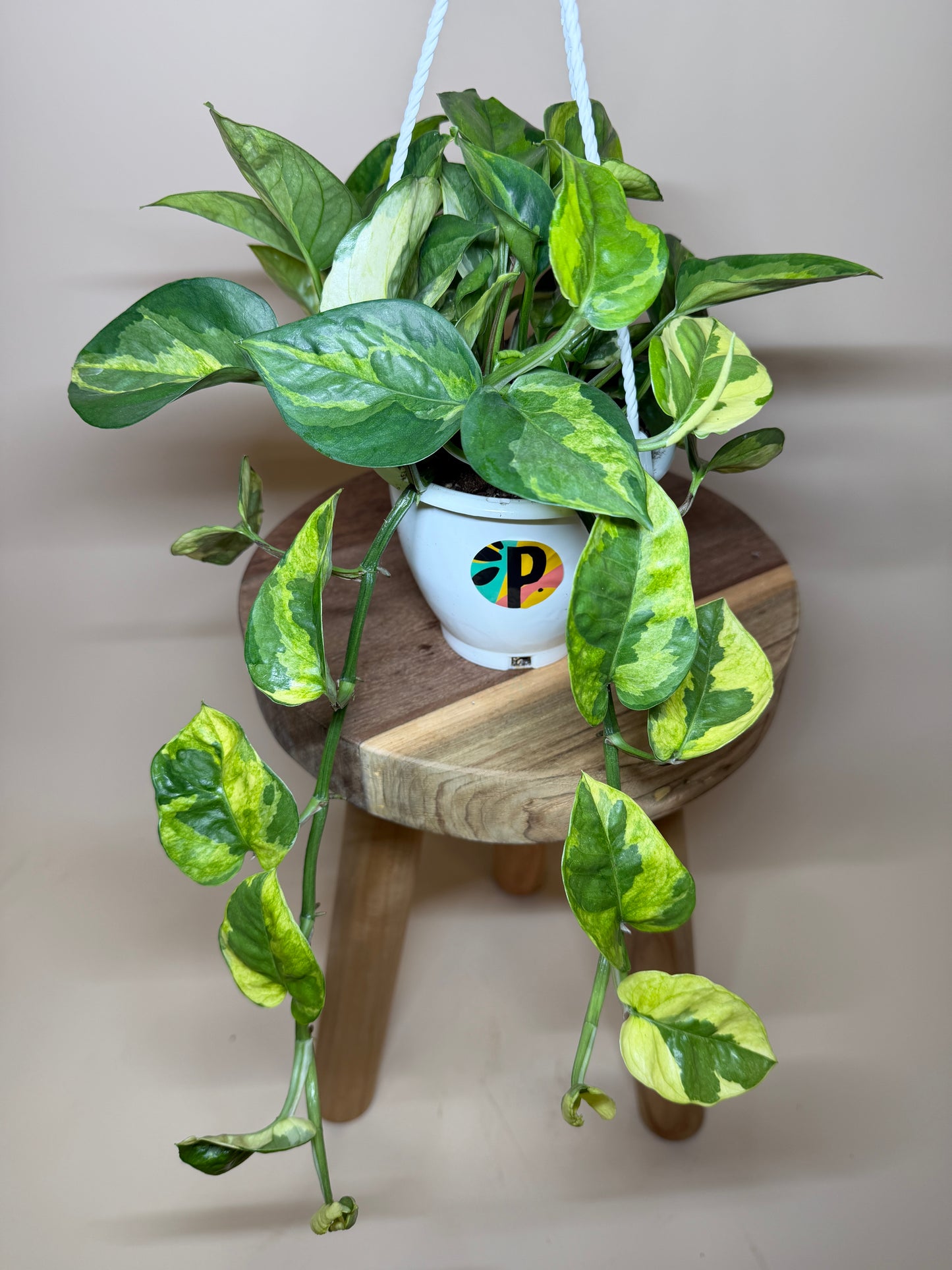 Pothos Lizard Queen 4.5” Pot