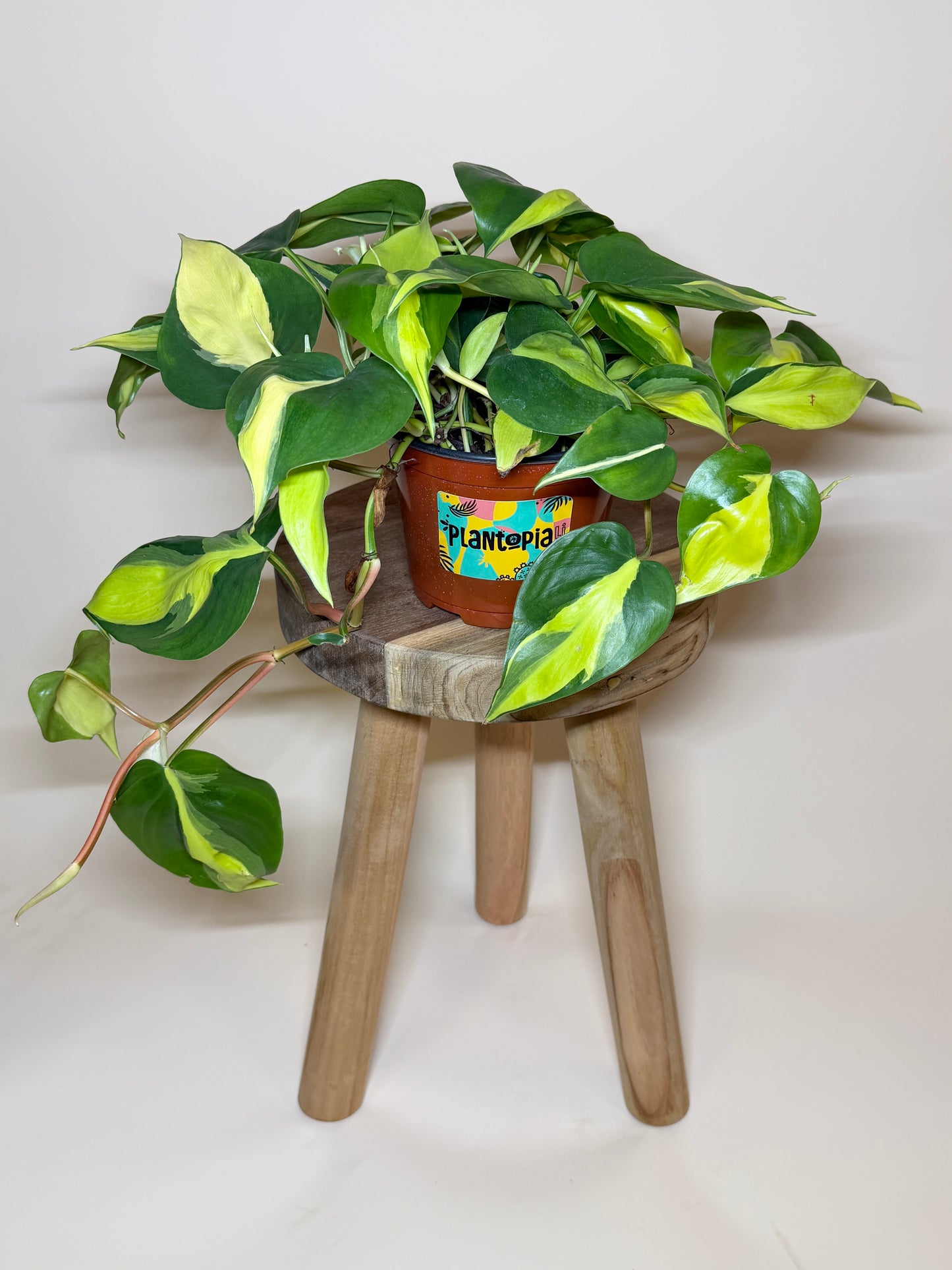 Philodendron Brasil 6" Pot