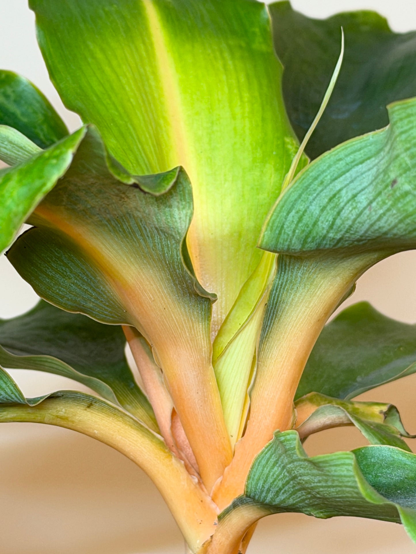 Spider Mandarin 4” Pot