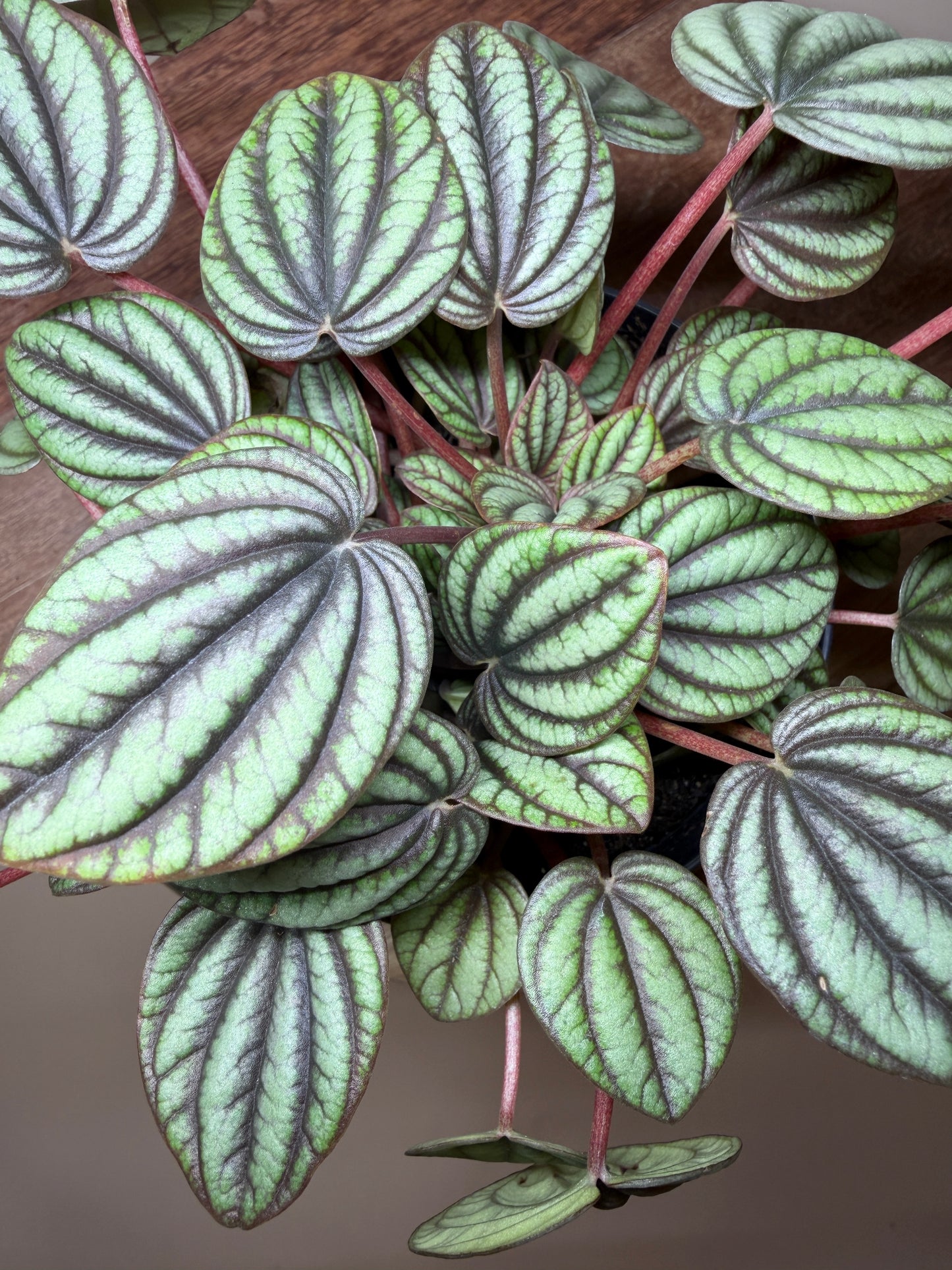 Peperomia Piccolo Banda 4” Pot