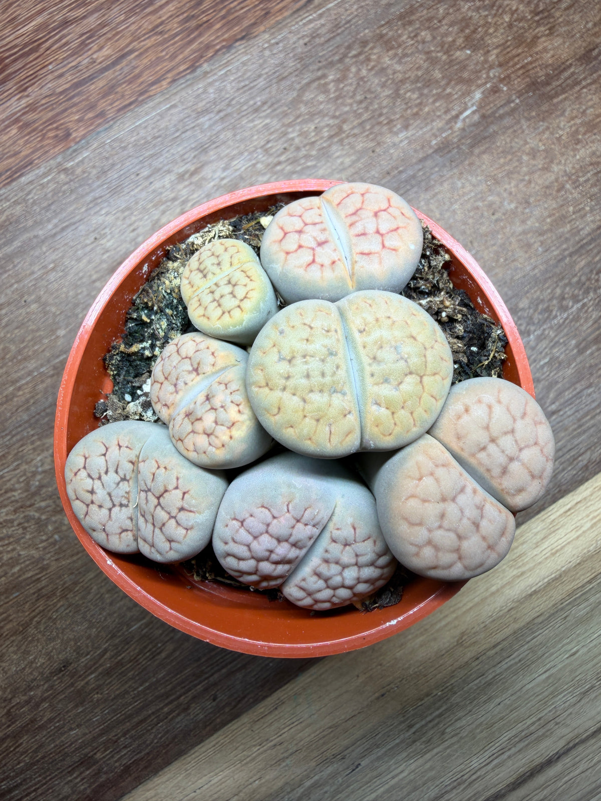 Lithops Living Stone 2.5” Pot