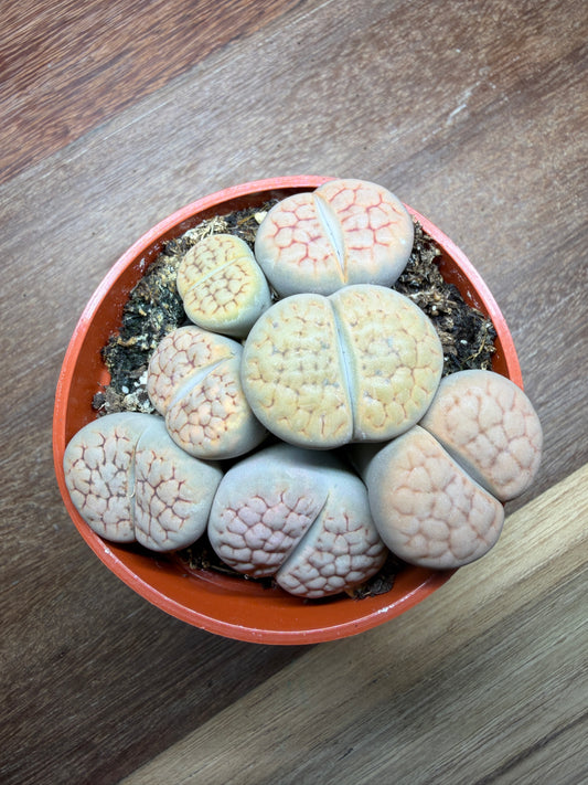 Lithops Living Stone 2.5” Pot