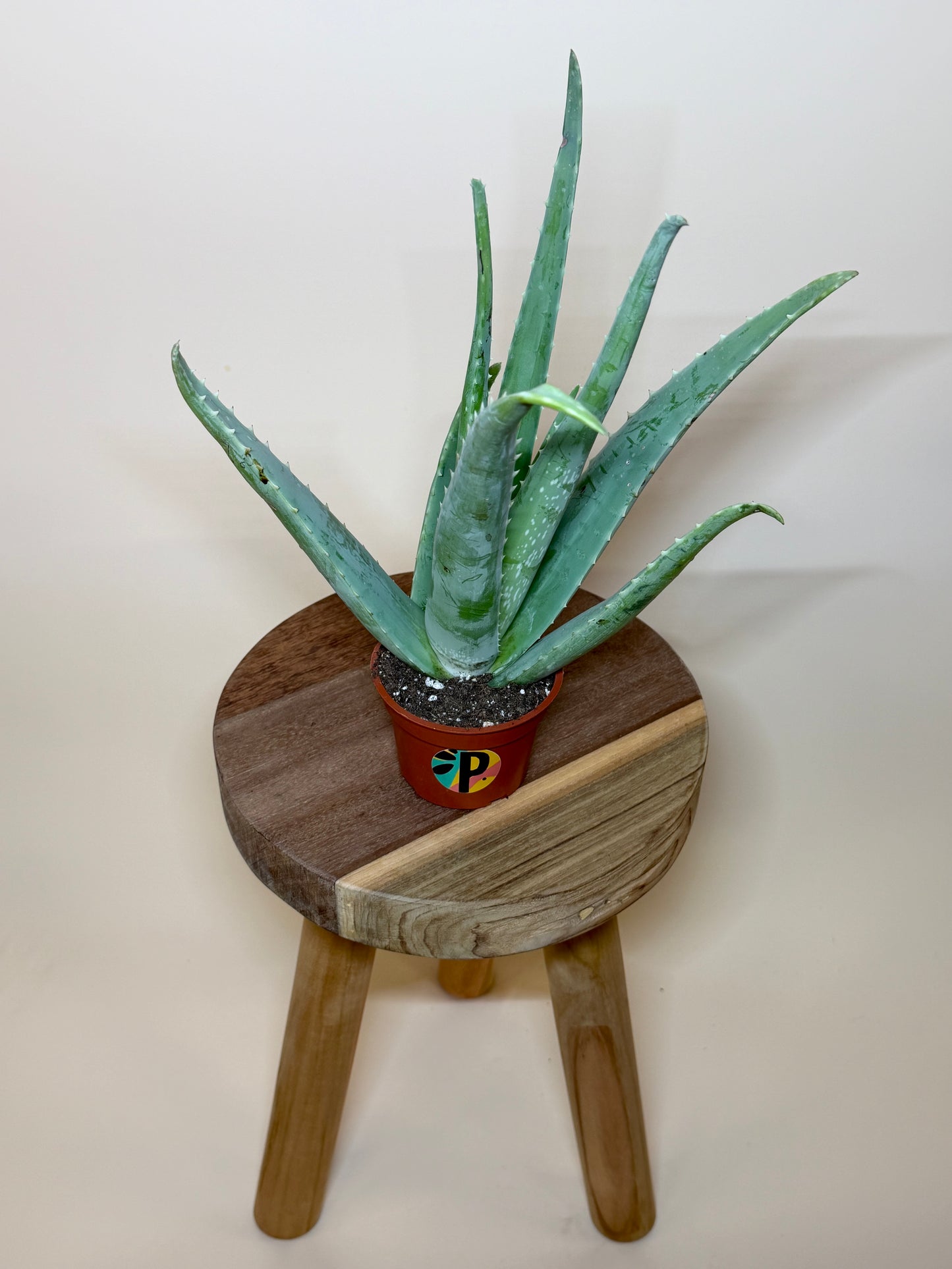 Aloe Vera 4” Pot