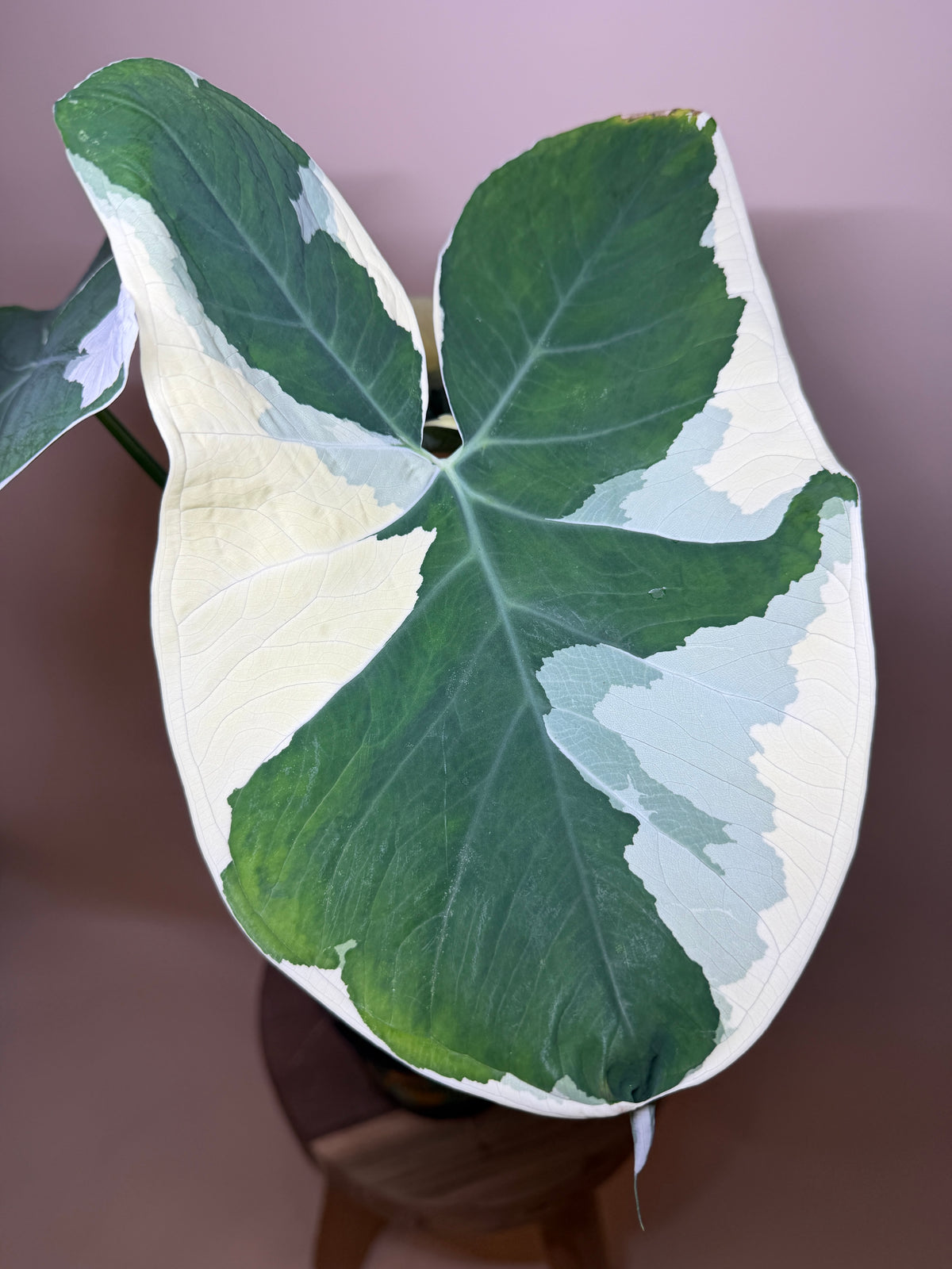 Alocasia Mickey Mouse 6” Pot