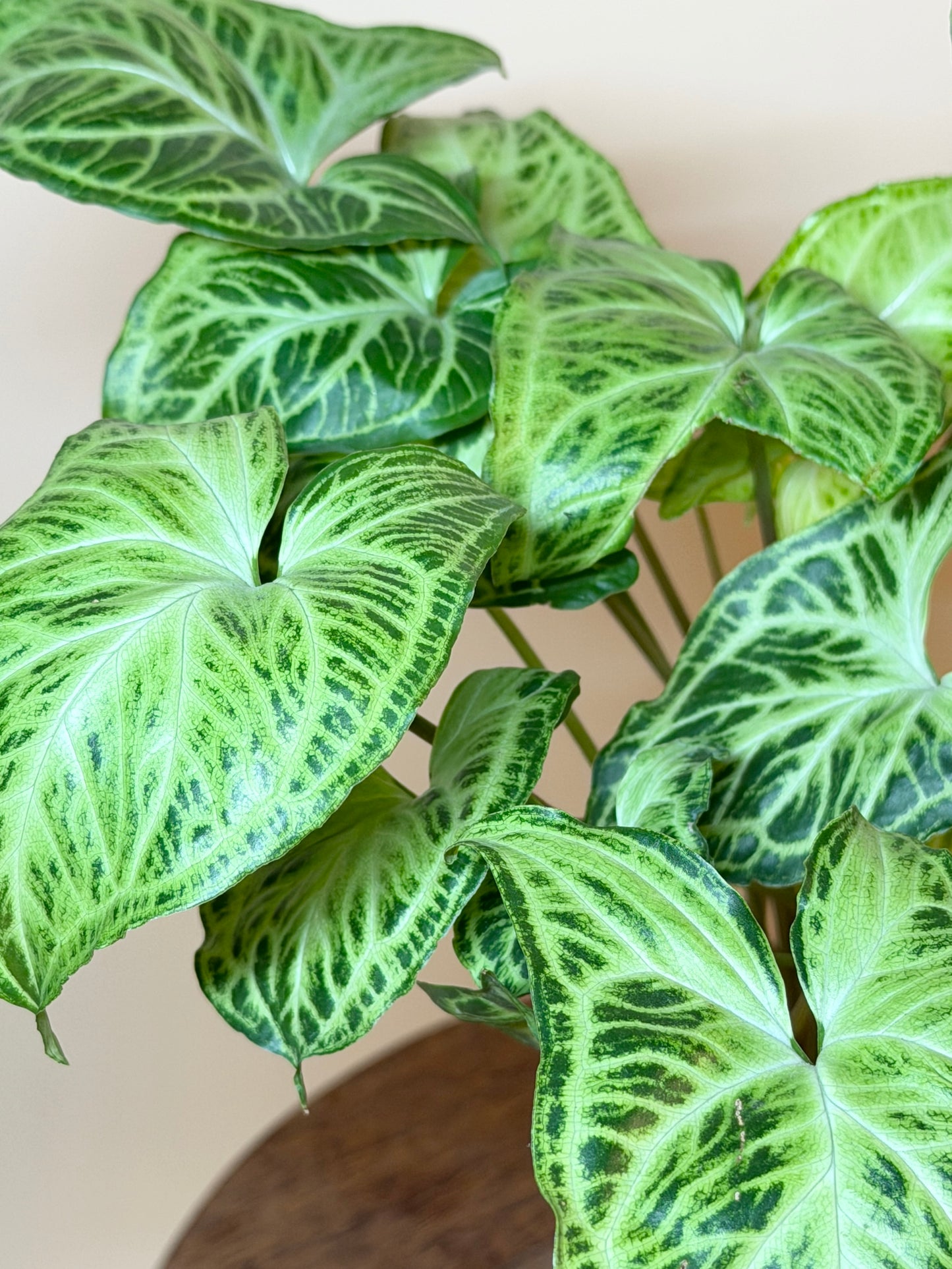 Syngonium Batik 4” Pot