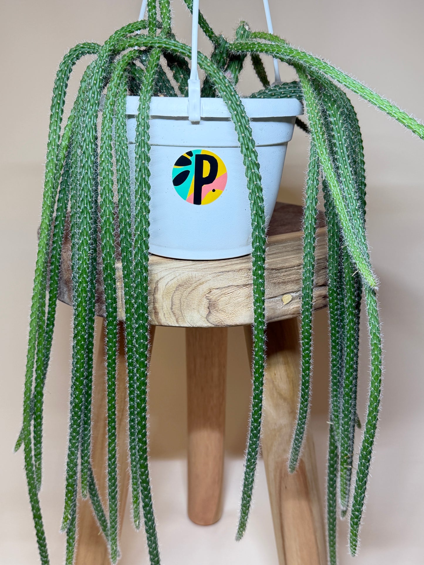 Cactus Rat Tail 6” Pot