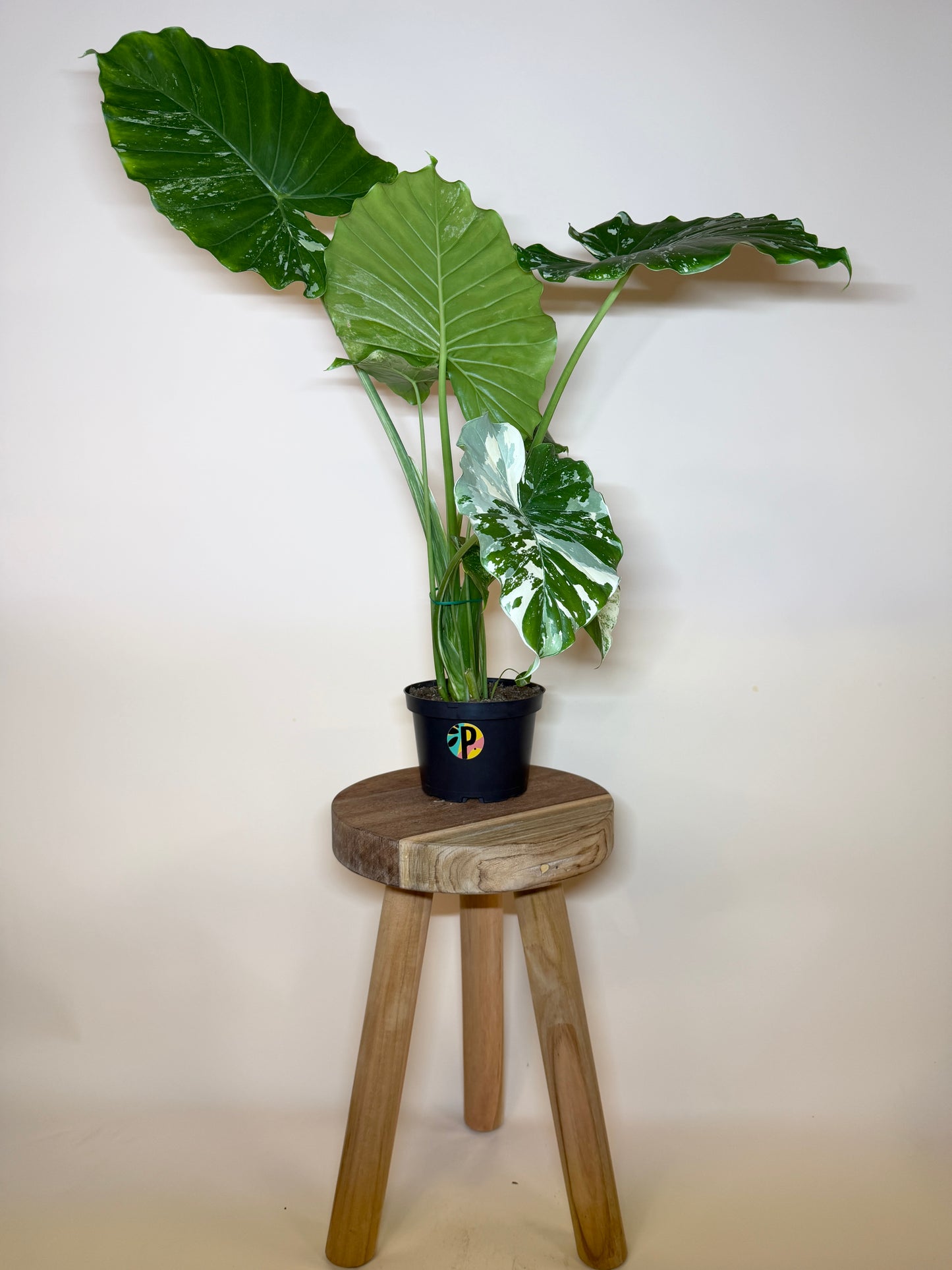 Alocasia Gageana Variegated 5” Pot