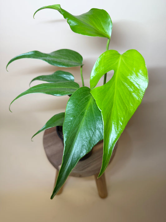 Monstera Burle Marx Flame 6” Pot