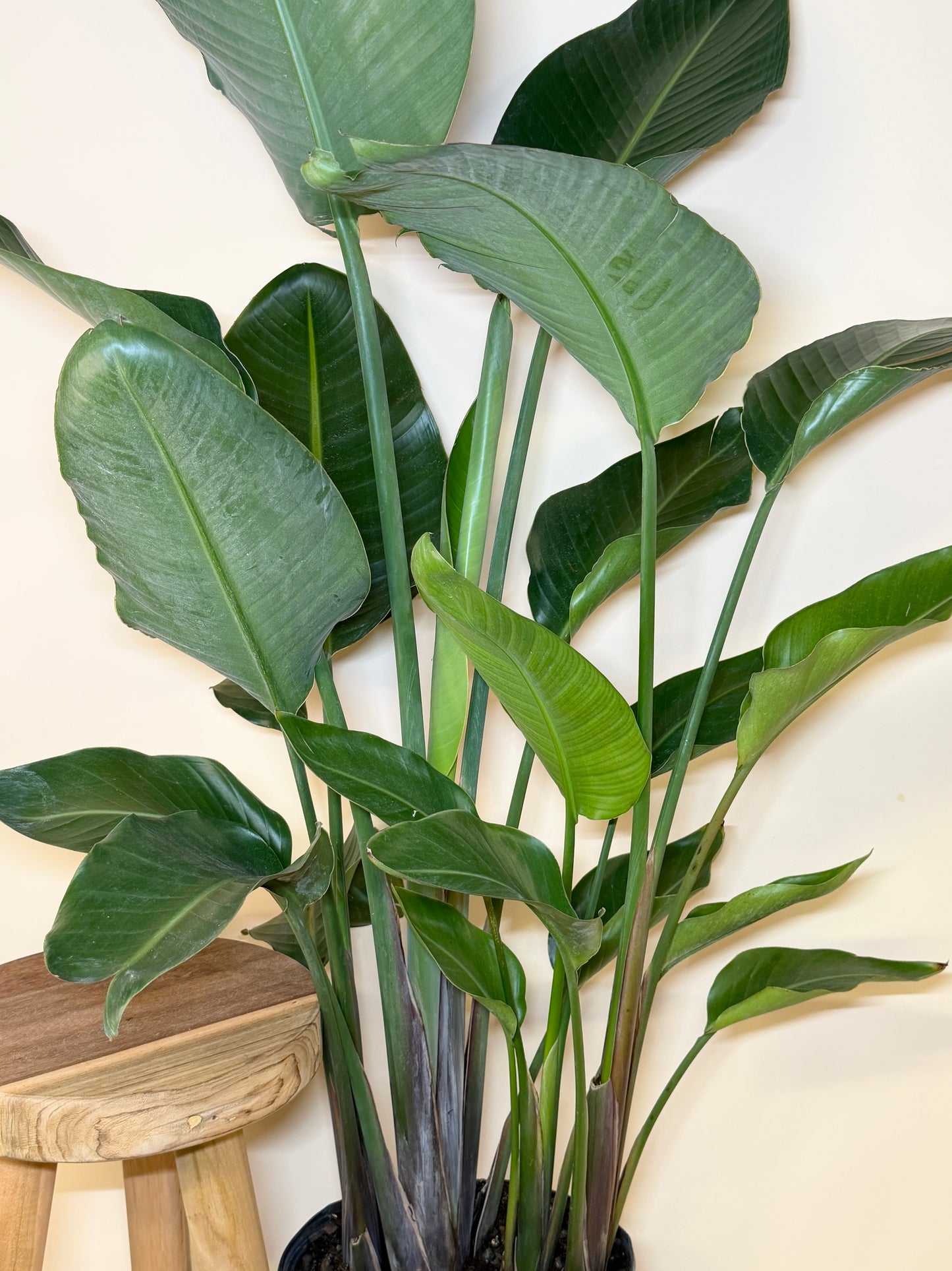 Bird of Paradise 10” Pot