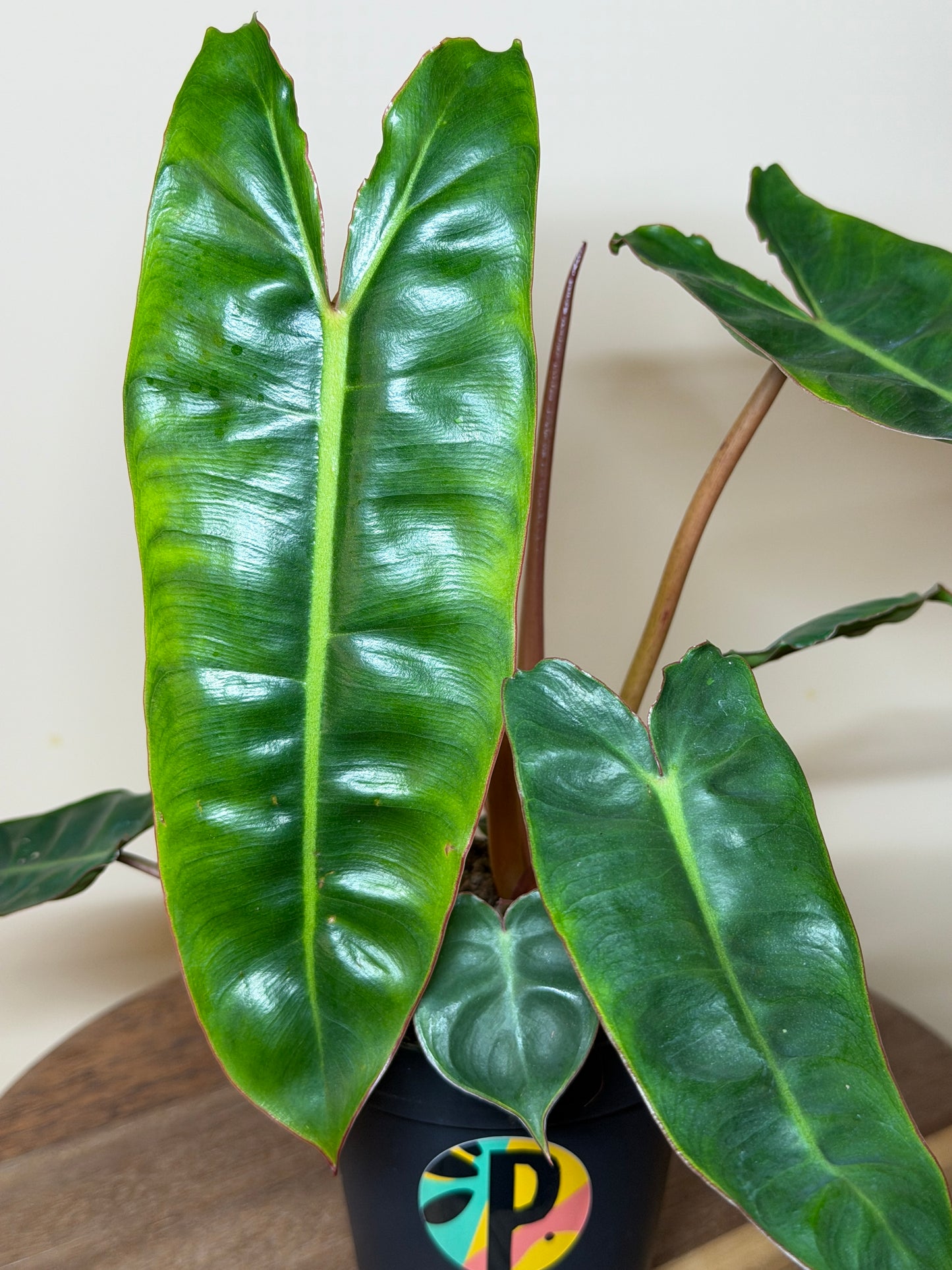Philodendron Billietiae 4” Pot
