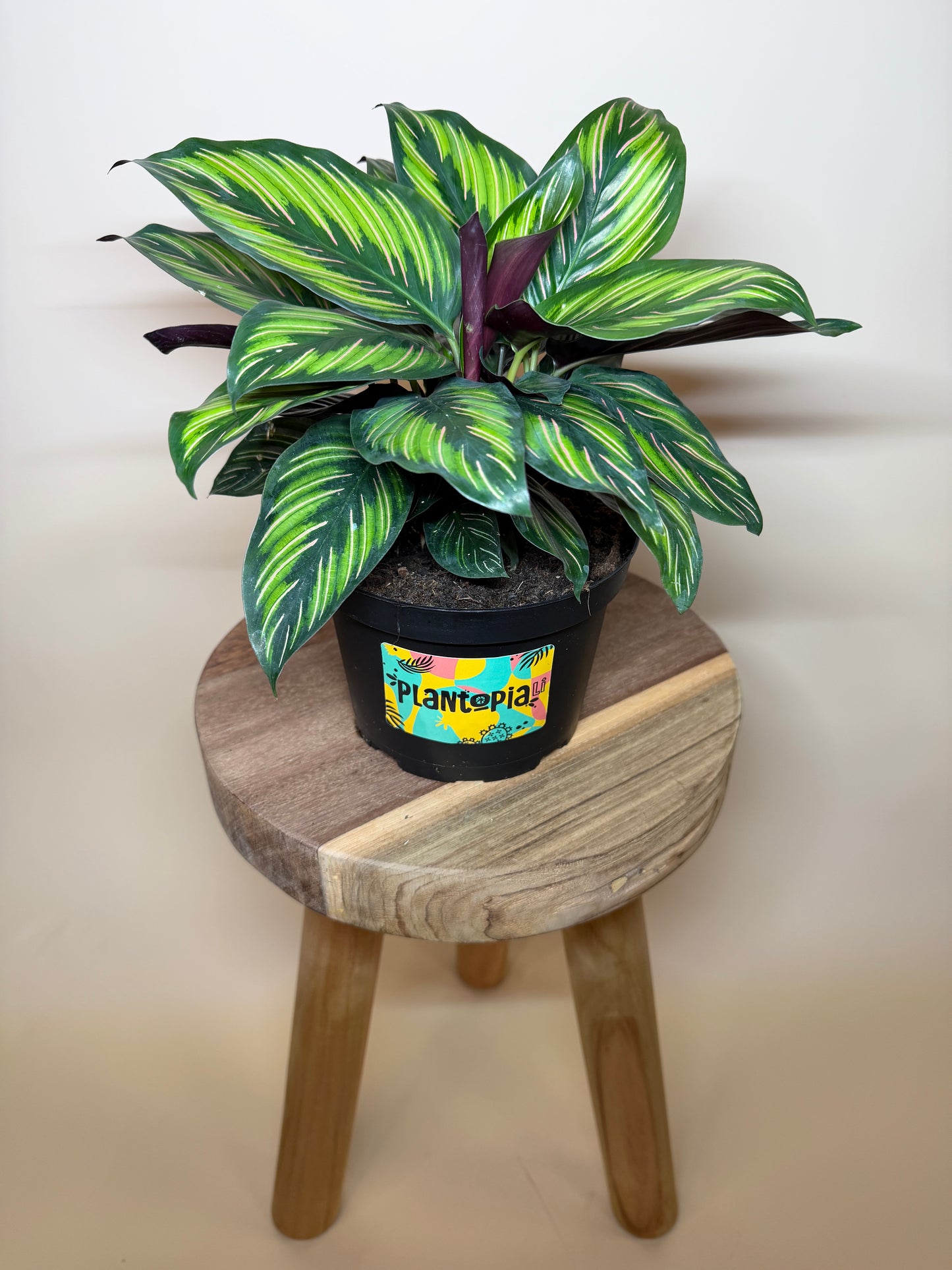 Calathea Beauty Star 6" Pot