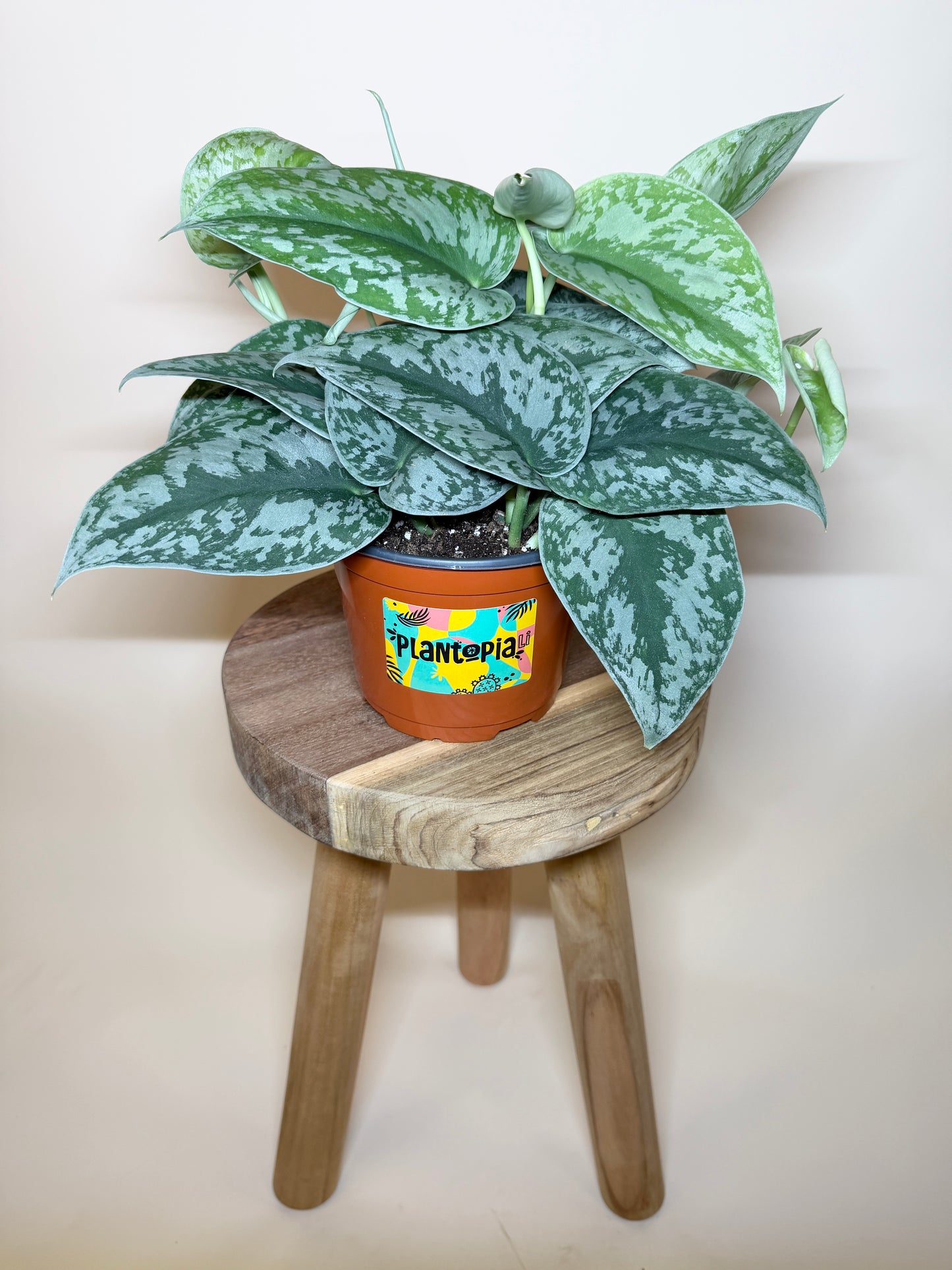 Scindapsus Silver Satin 6” Pot