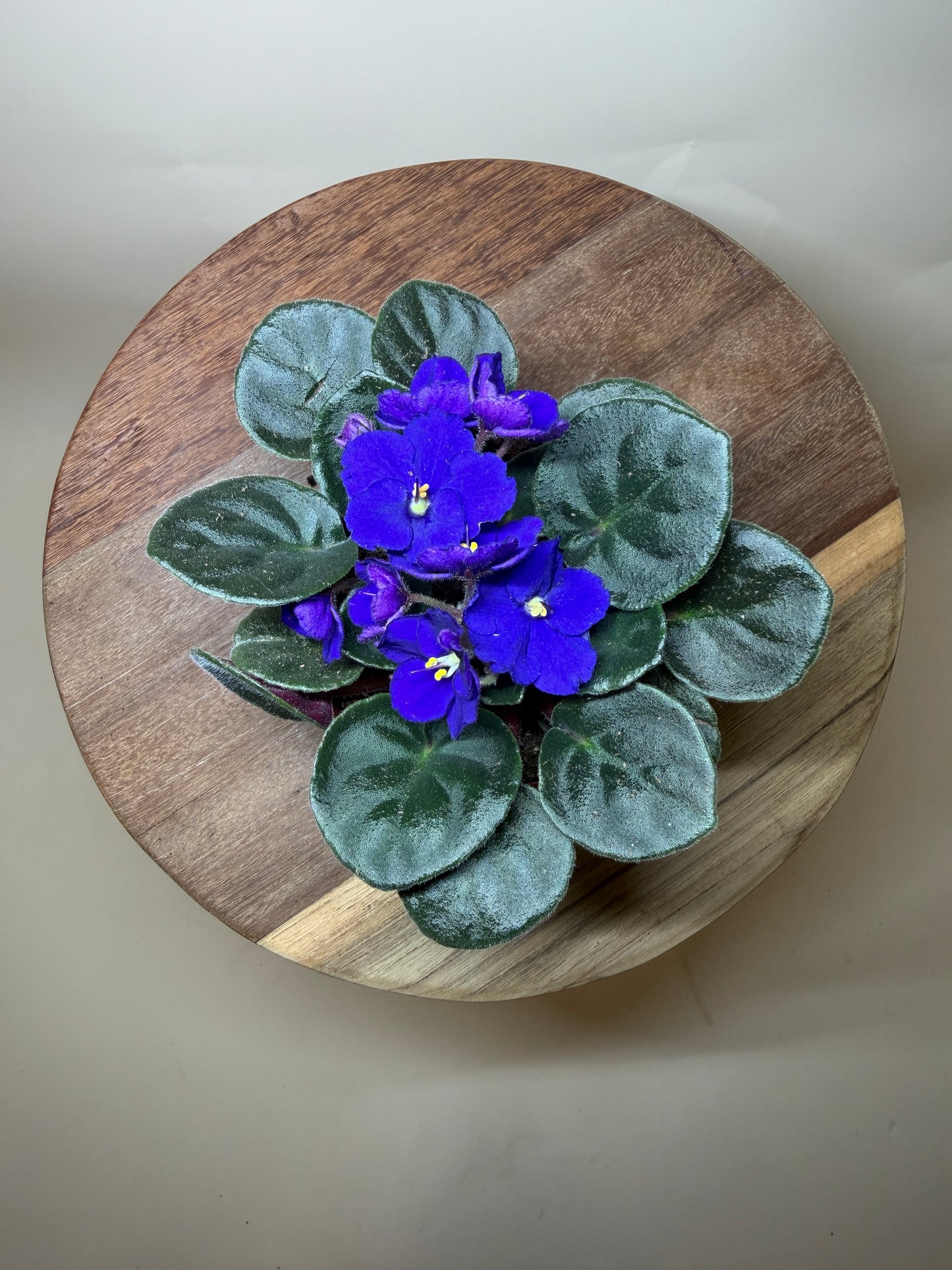 African Violet 4” Pot