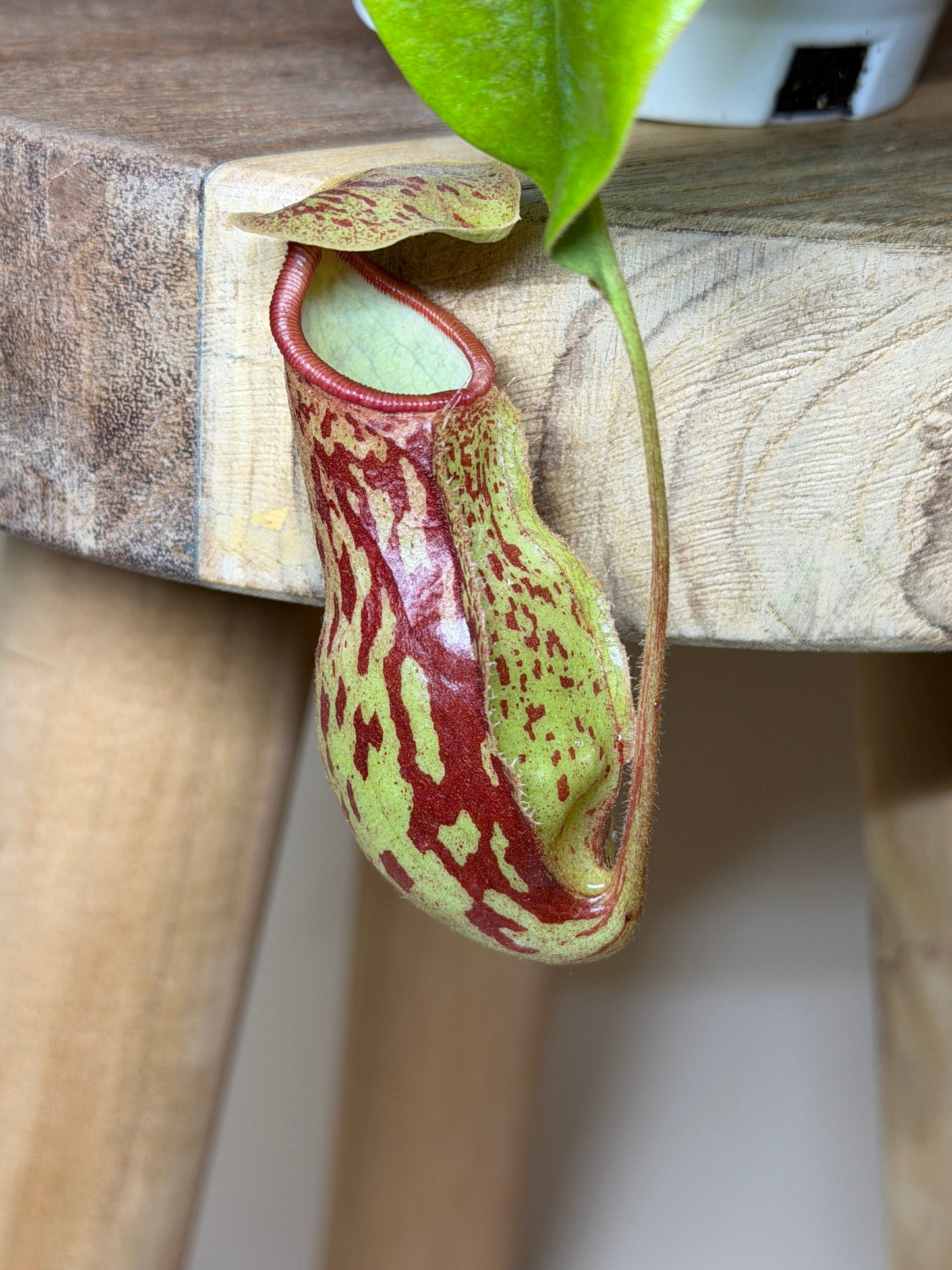 Pitcher Plant St. Gaya 4.5” Pot