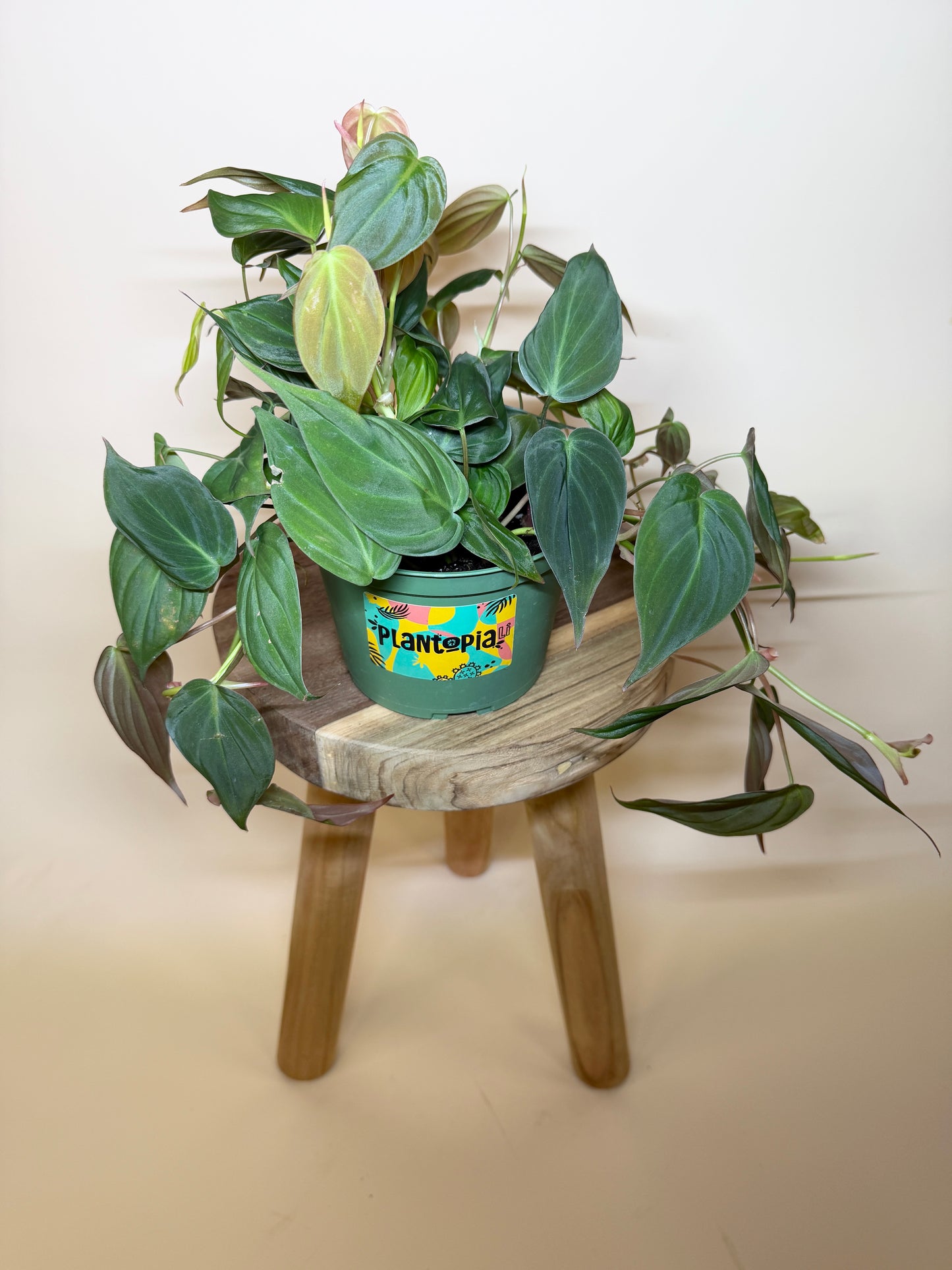 Philodendron Micans 6” Pot