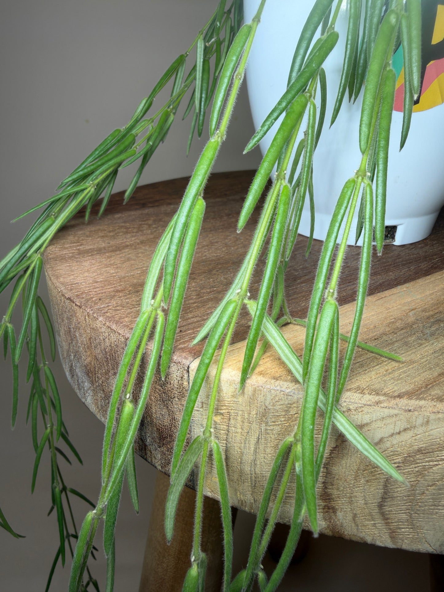 Hoya Linearis 4.5” Pot