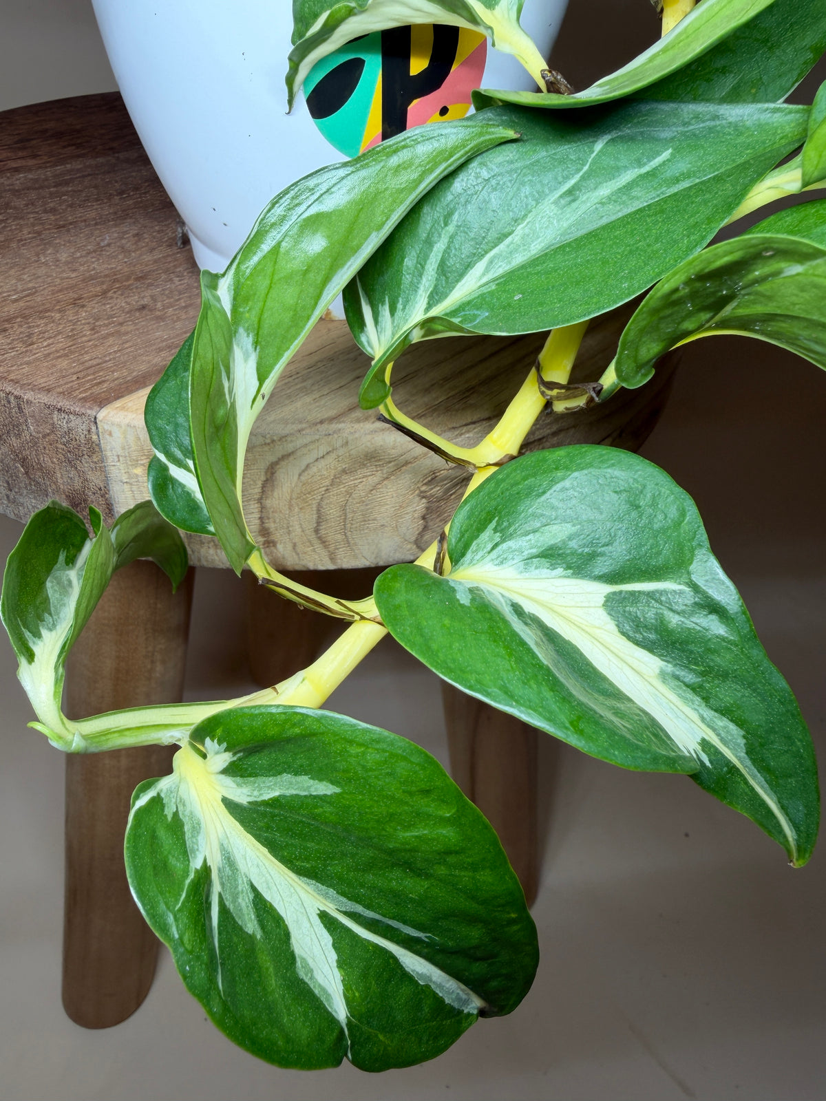 Pothos Mutant Manjula 4.5” Pot