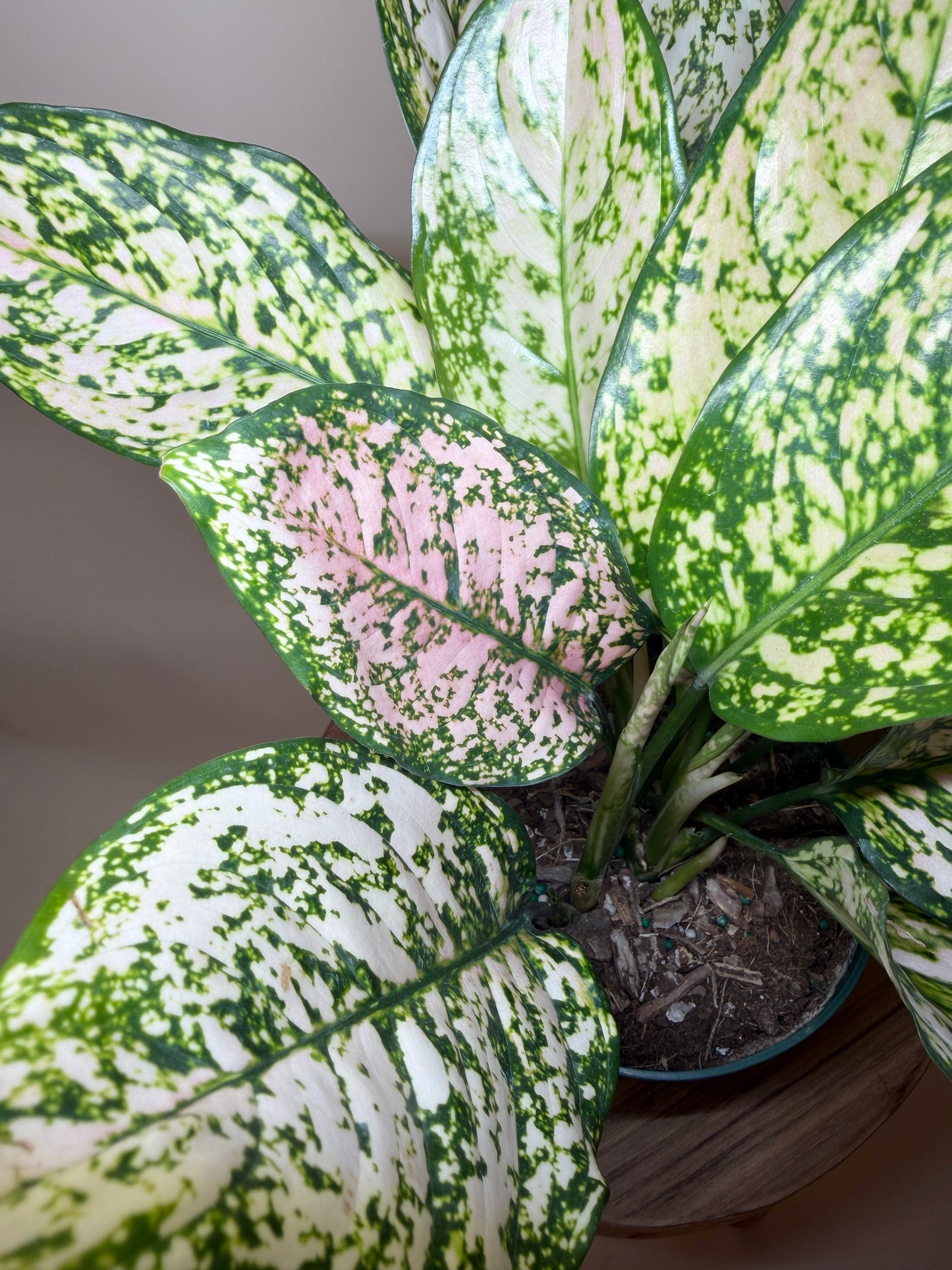 Aglaonema Pink 6” Pot