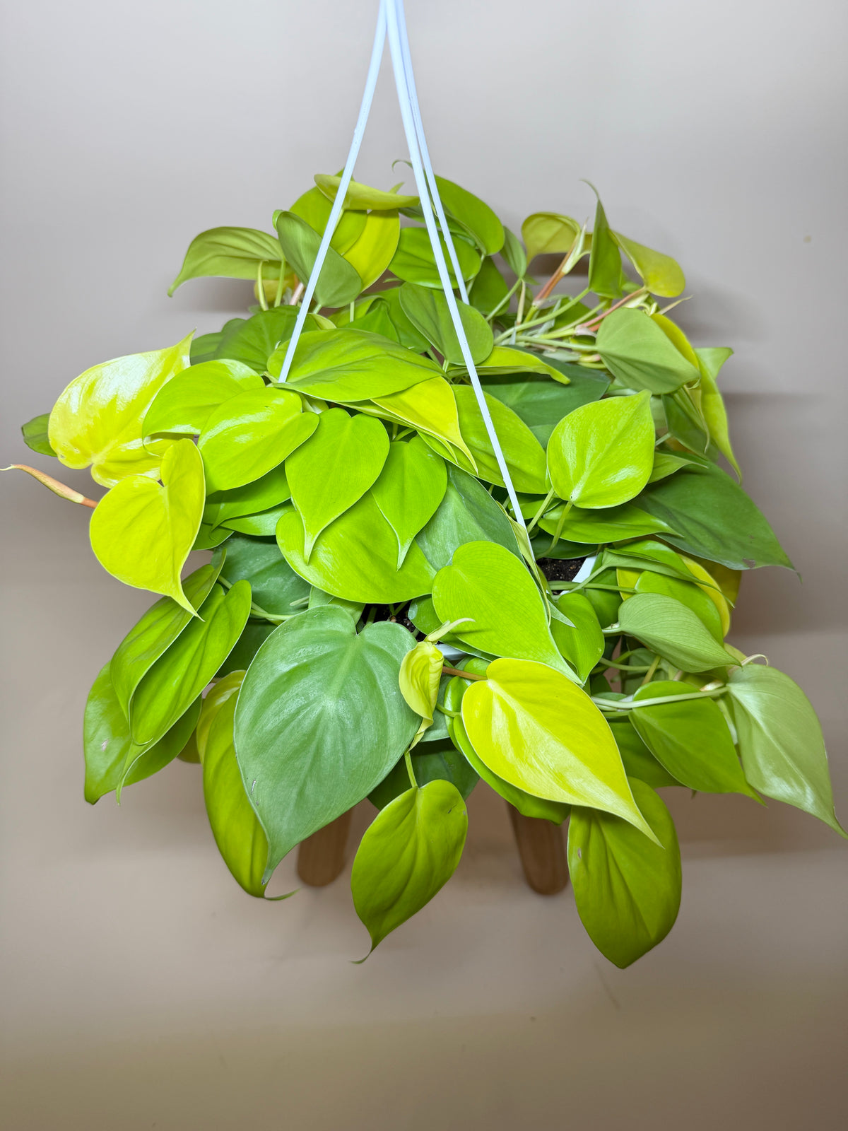 Philodendron Lemon Lime 8” Pot
