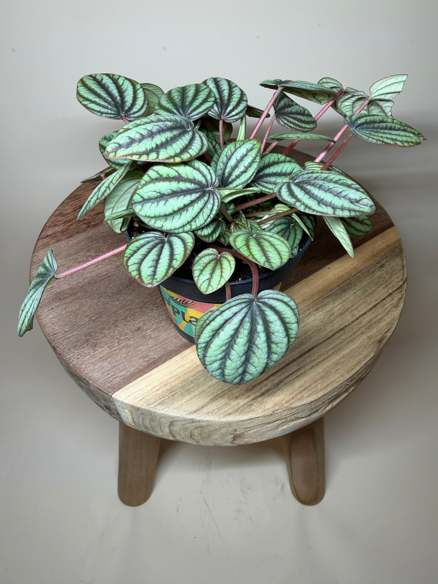 Peperomia Piccolo Banda 4” Pot