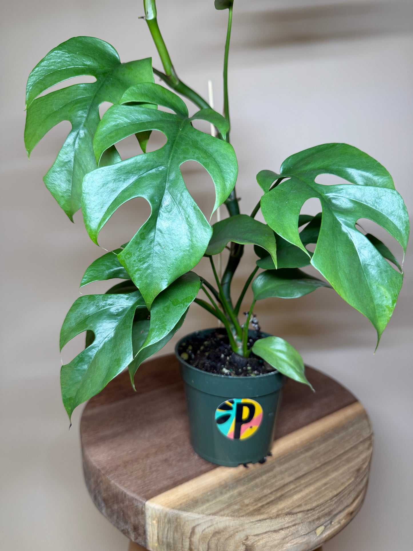 Philodendron Minima 4” Pot