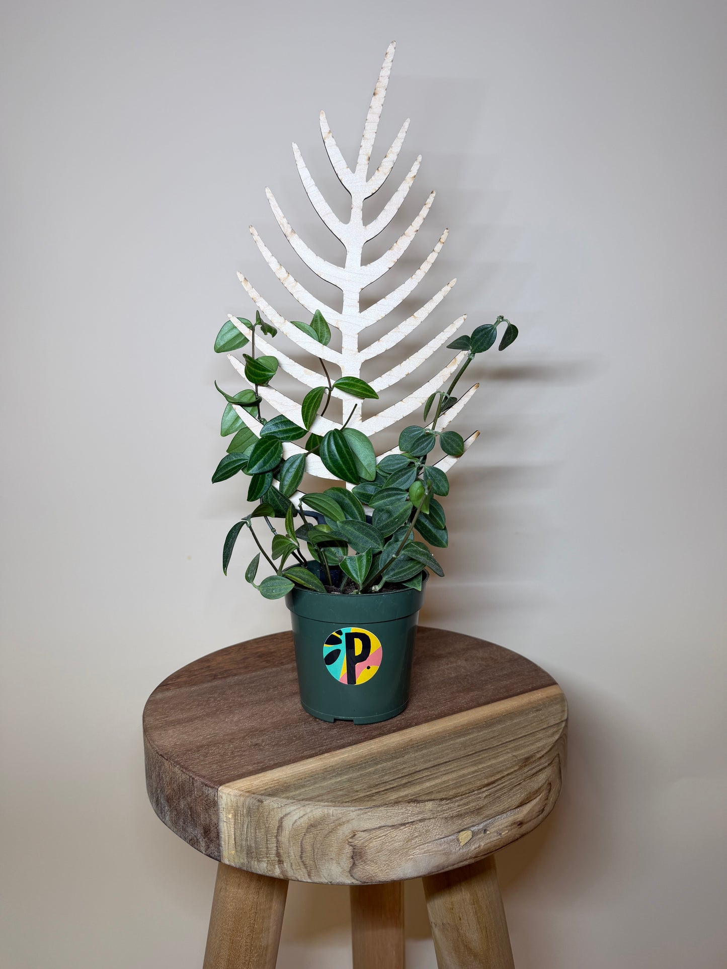 Treleaf Bare Palmella Trellis: Regular Size