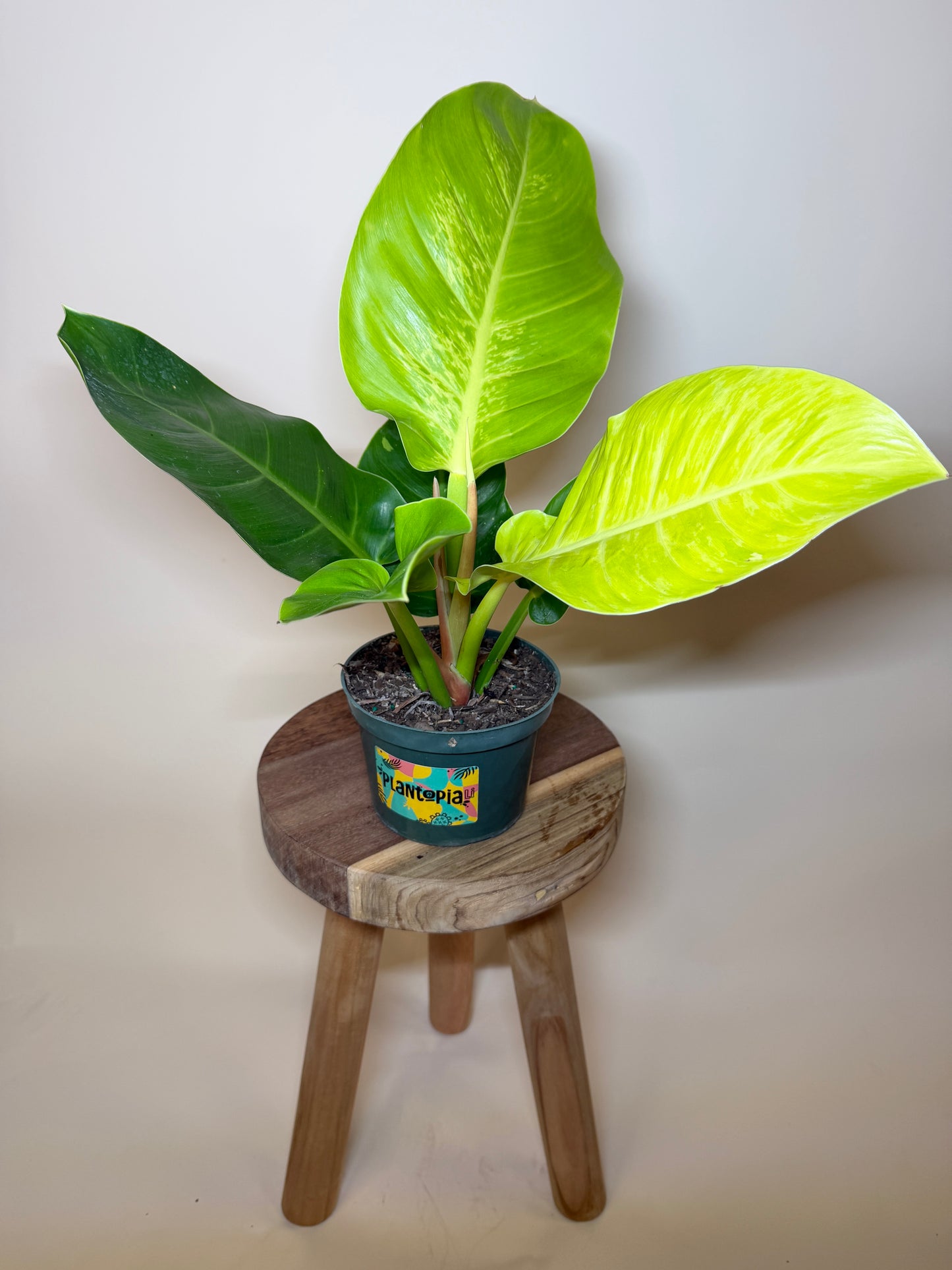 Philodendron Moonlight 6” Pot
