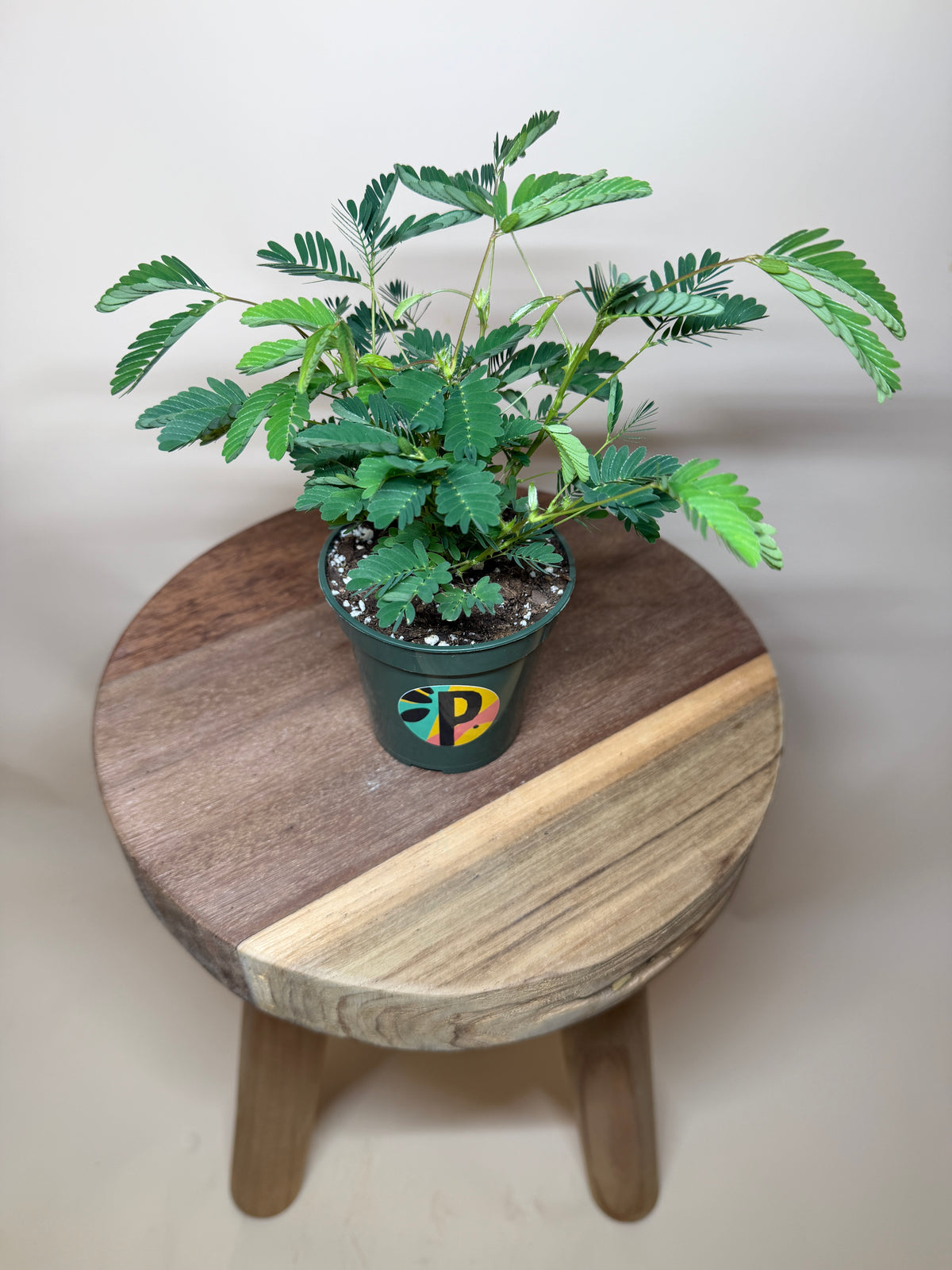 Mimosa aka Sensitive Plant 4” Pot
