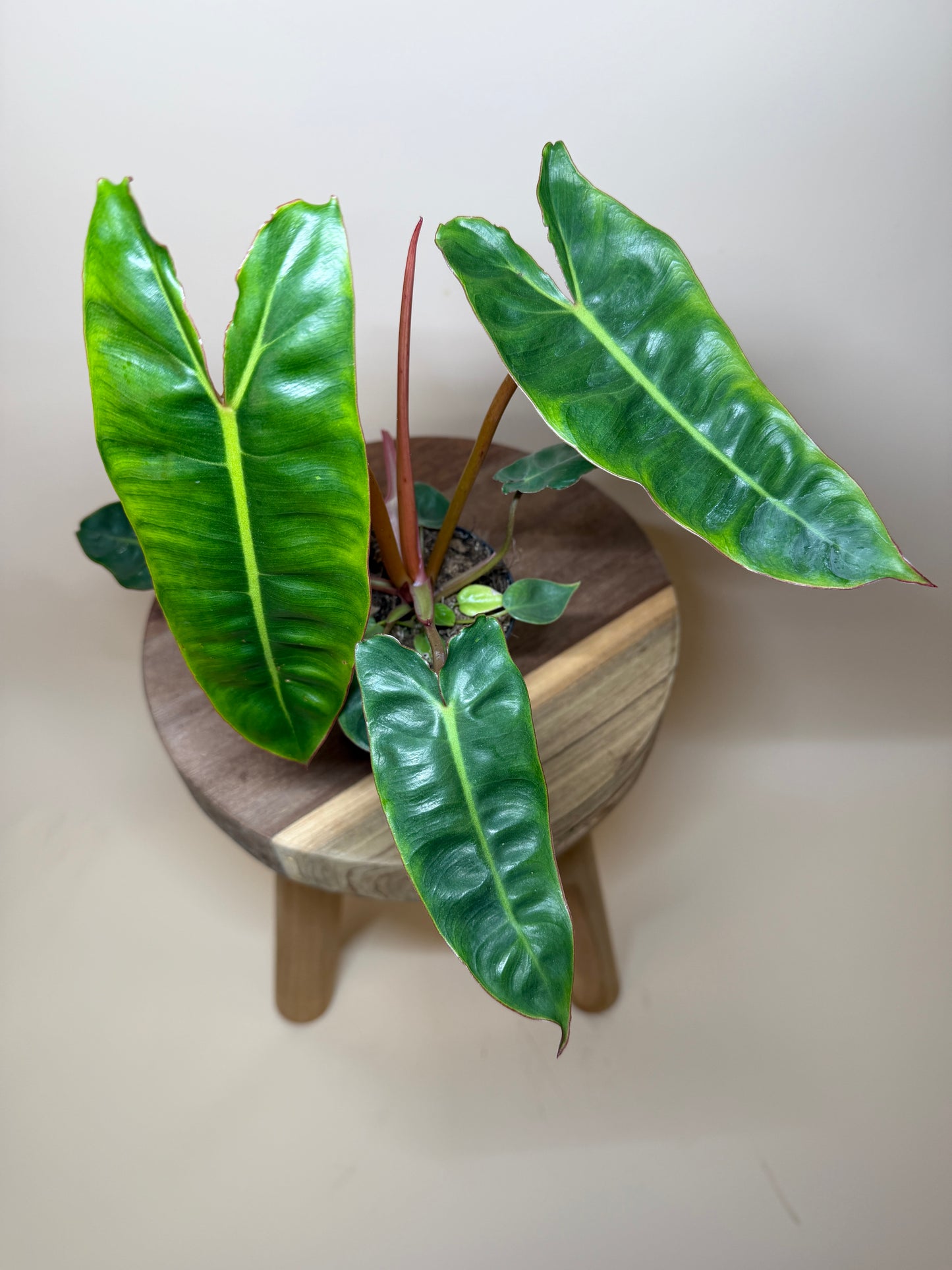 Philodendron Billietiae 4” Pot