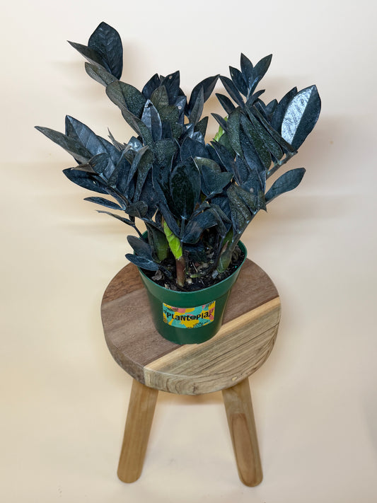 ZZ Black Raven 6” Pot