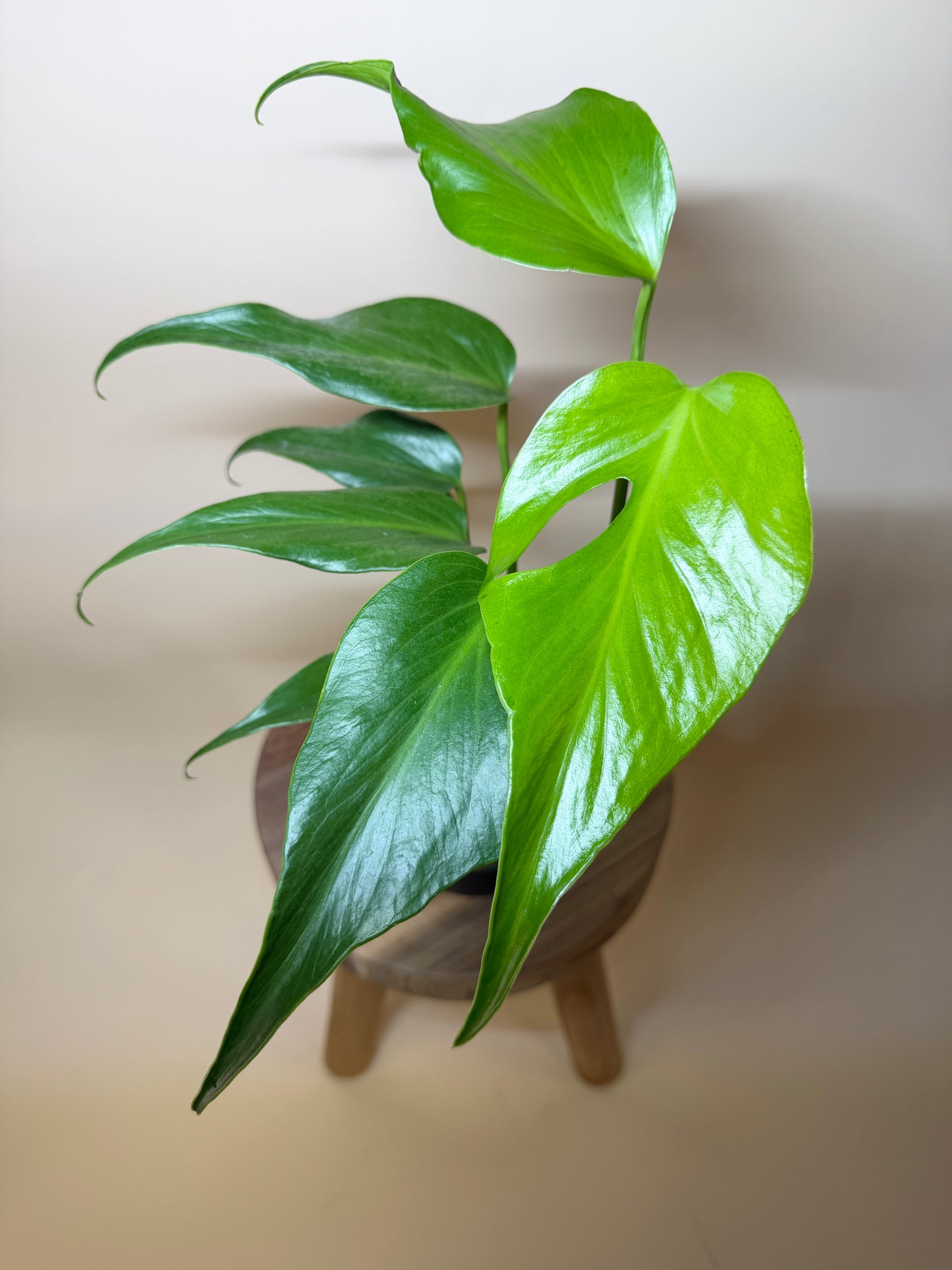 Monstera Burle Marx Flame 6” Pot