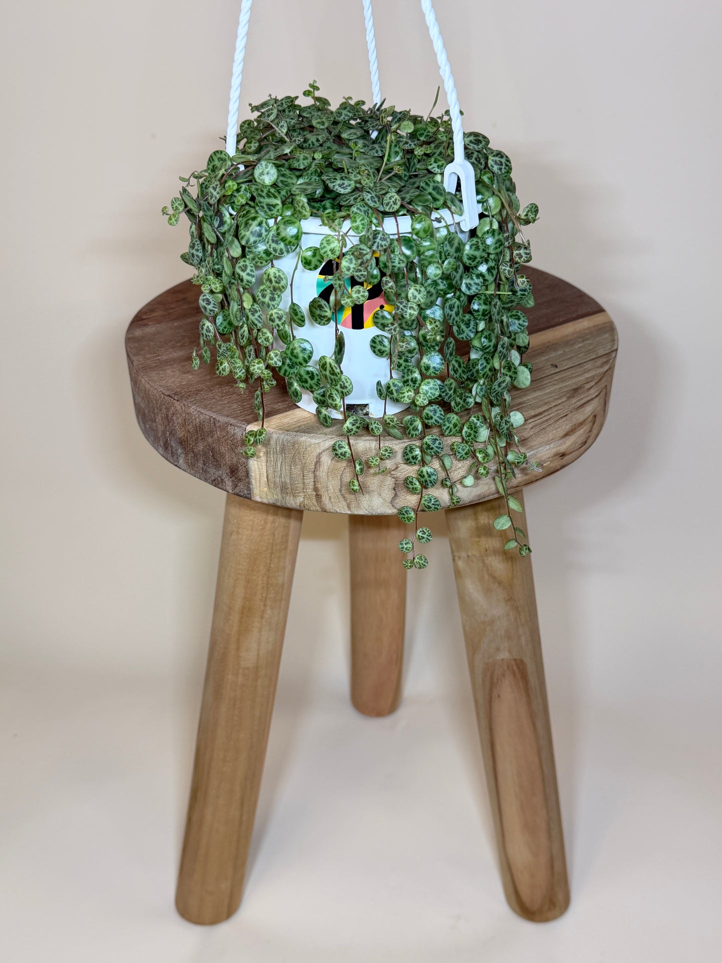 String of Turtles 4.5” Pot