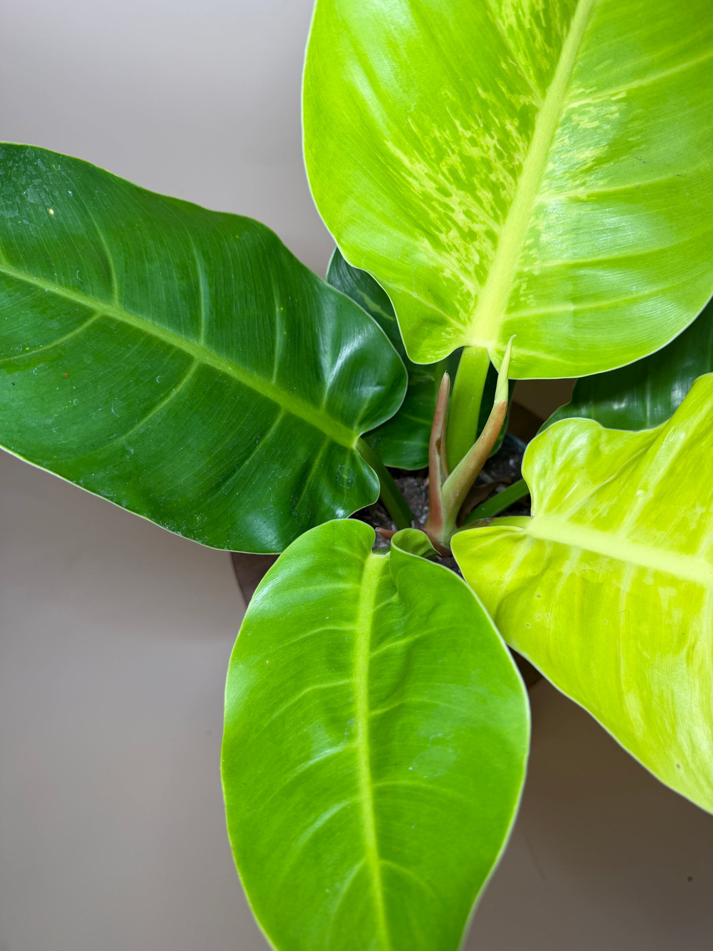 Philodendron Moonlight 6” Pot