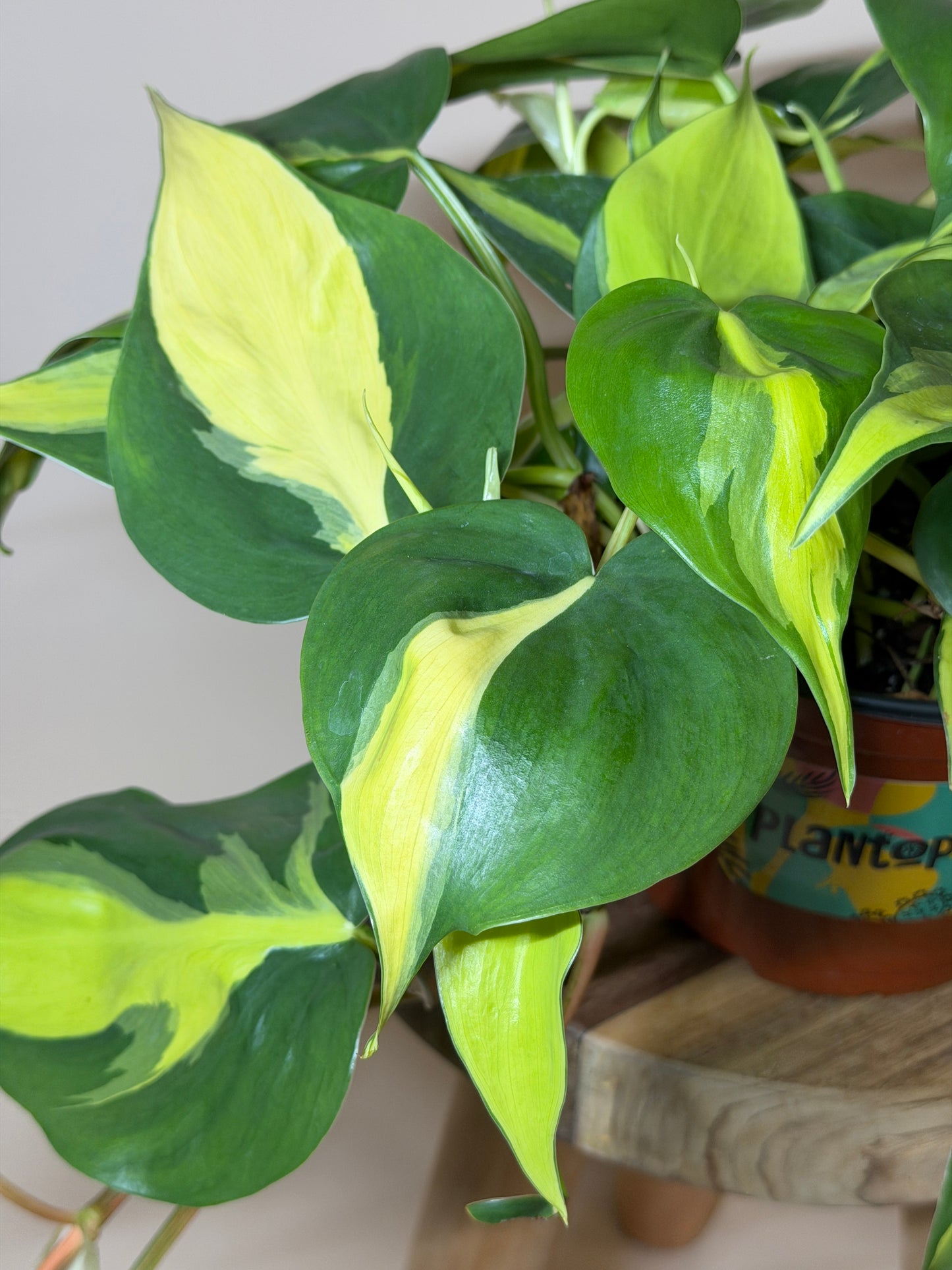 Philodendron Brasil 6" Pot