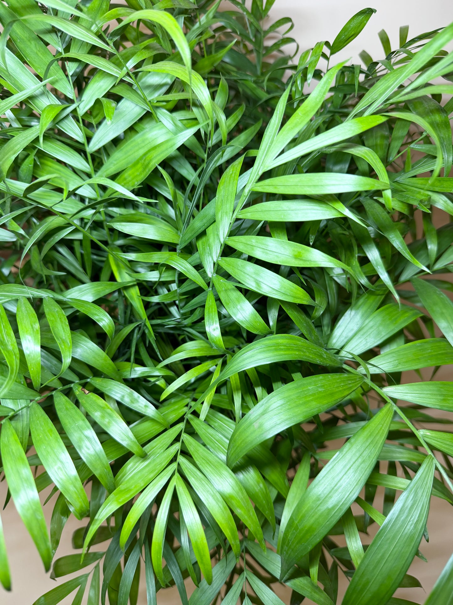Palm Parlor 10” Pot
