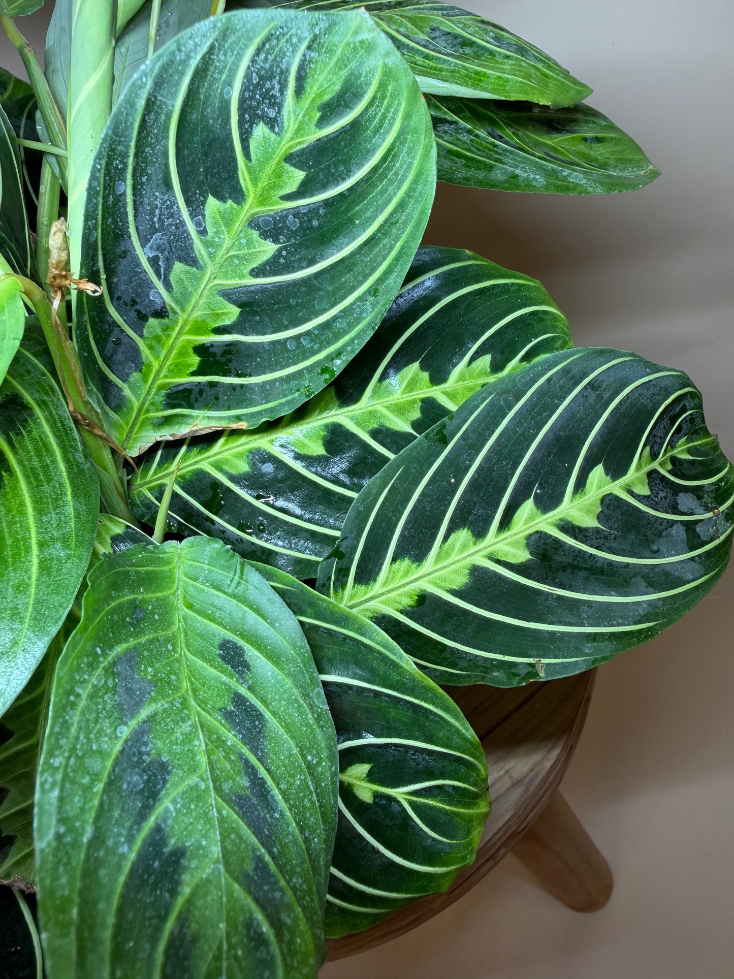 Maranta Lemon Lime 6” Pot