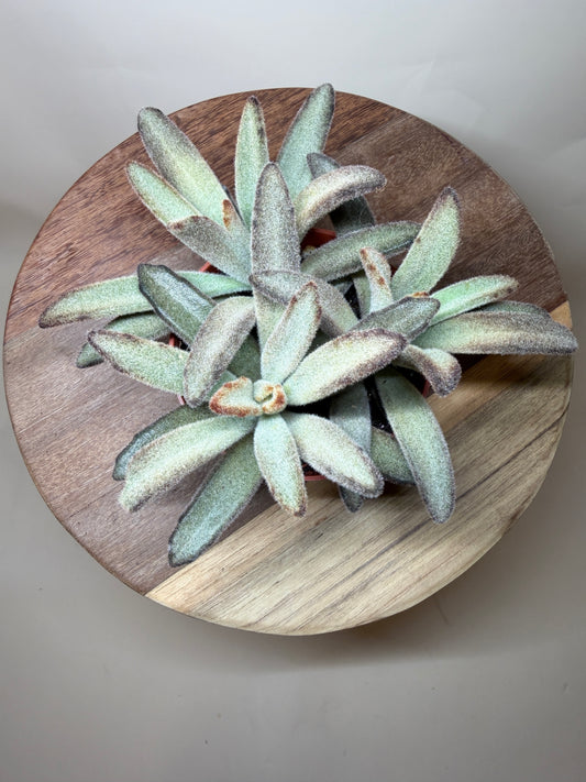 Panda 4” Pot