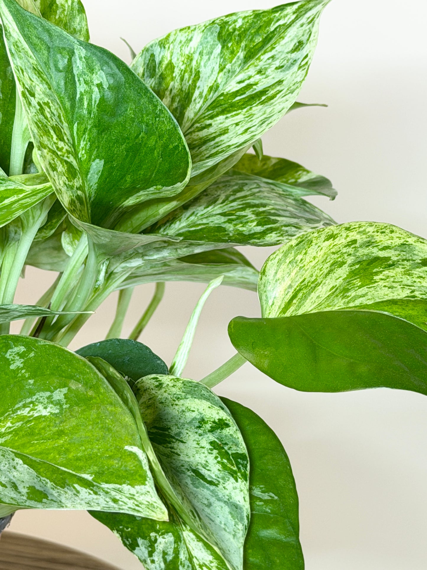 Pothos Queen Marble 6” Pot