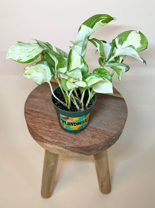 Pothos Manjula 4” Pot