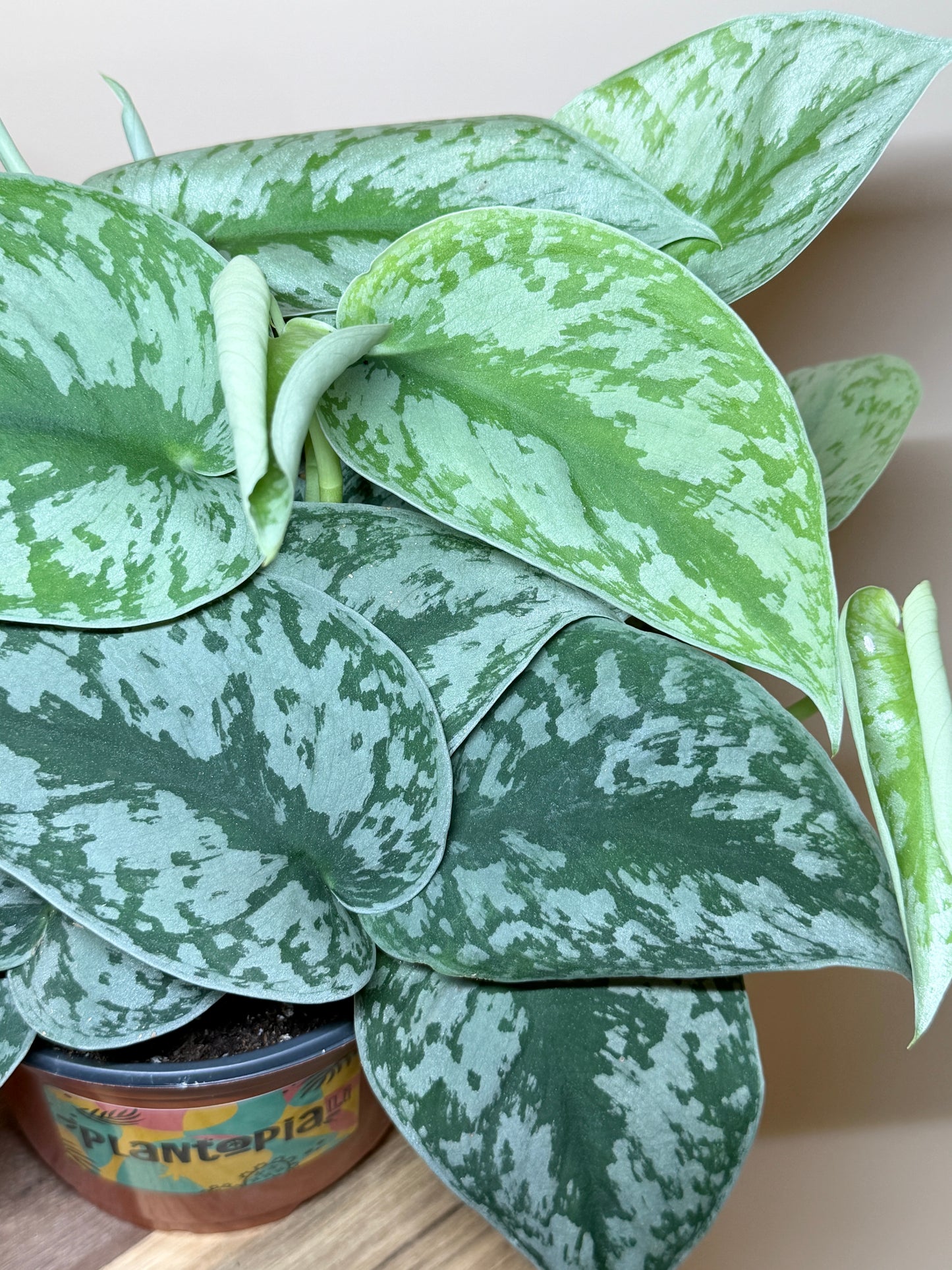 Scindapsus Silver Satin 6” Pot