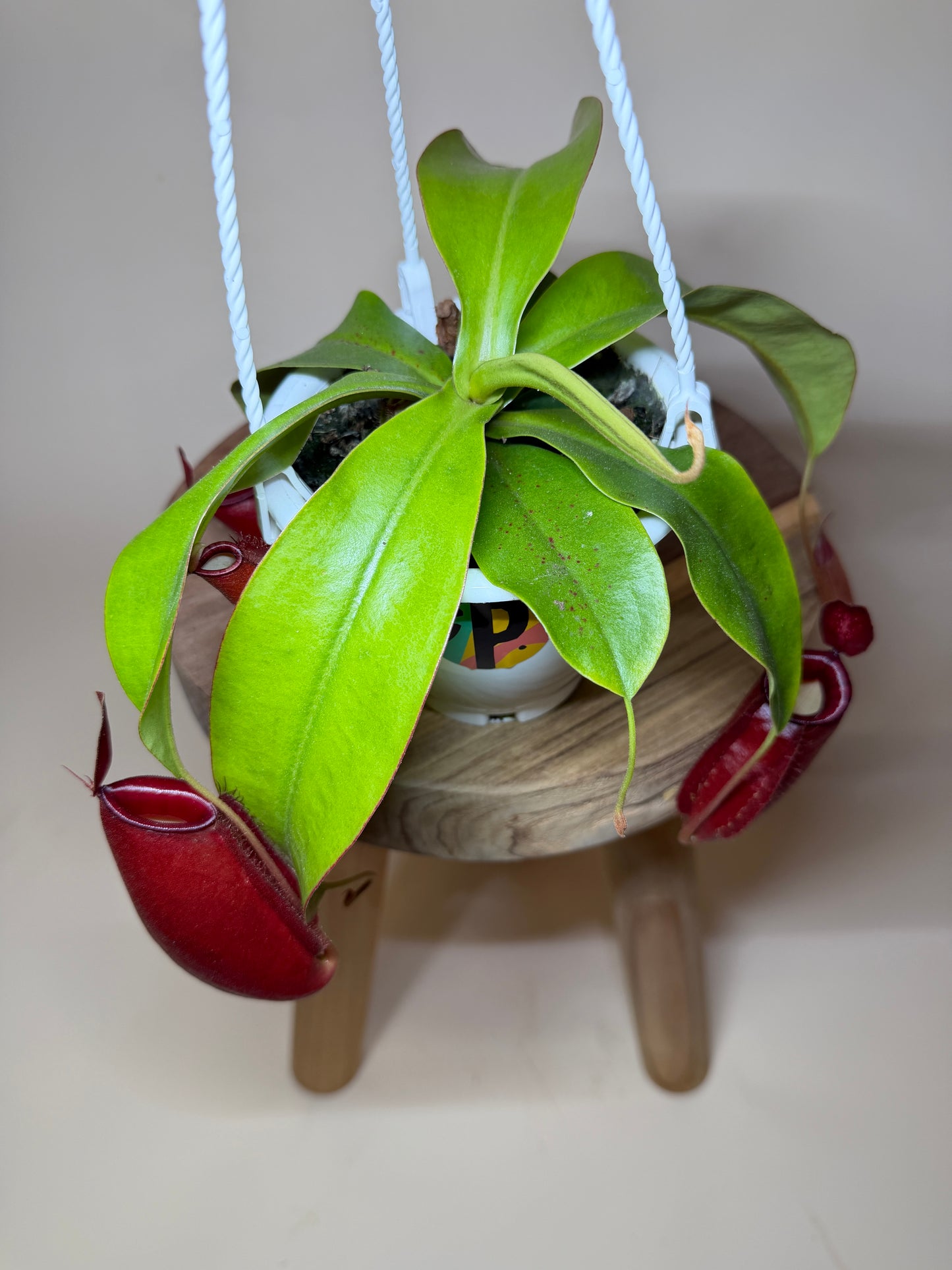 Nepenthes Hybrid Diana 4.5” Pot