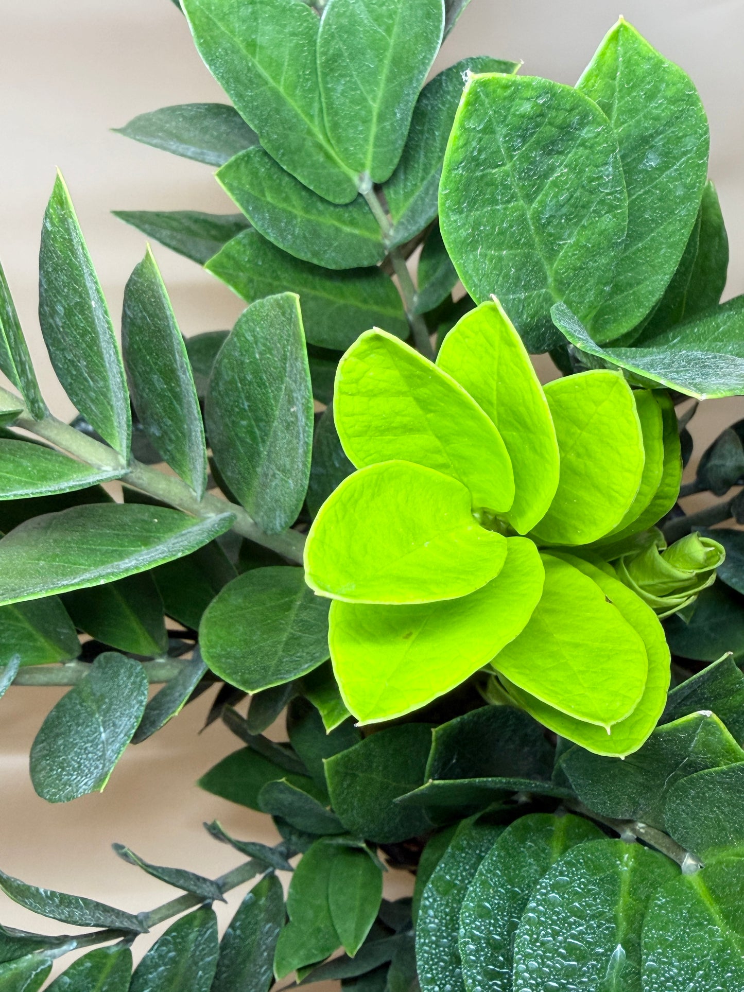 ZZ Plant 8” Pot