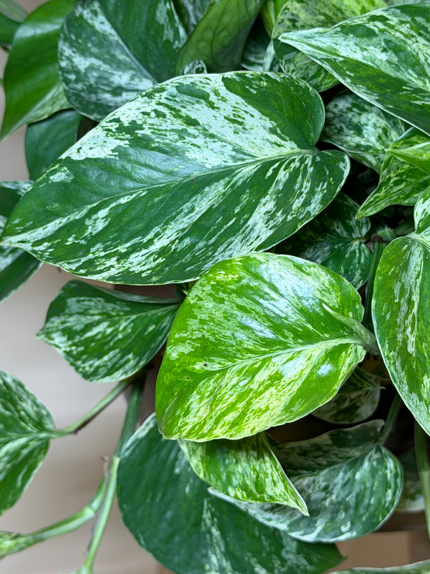 Pothos Queen Marble 8” Pot