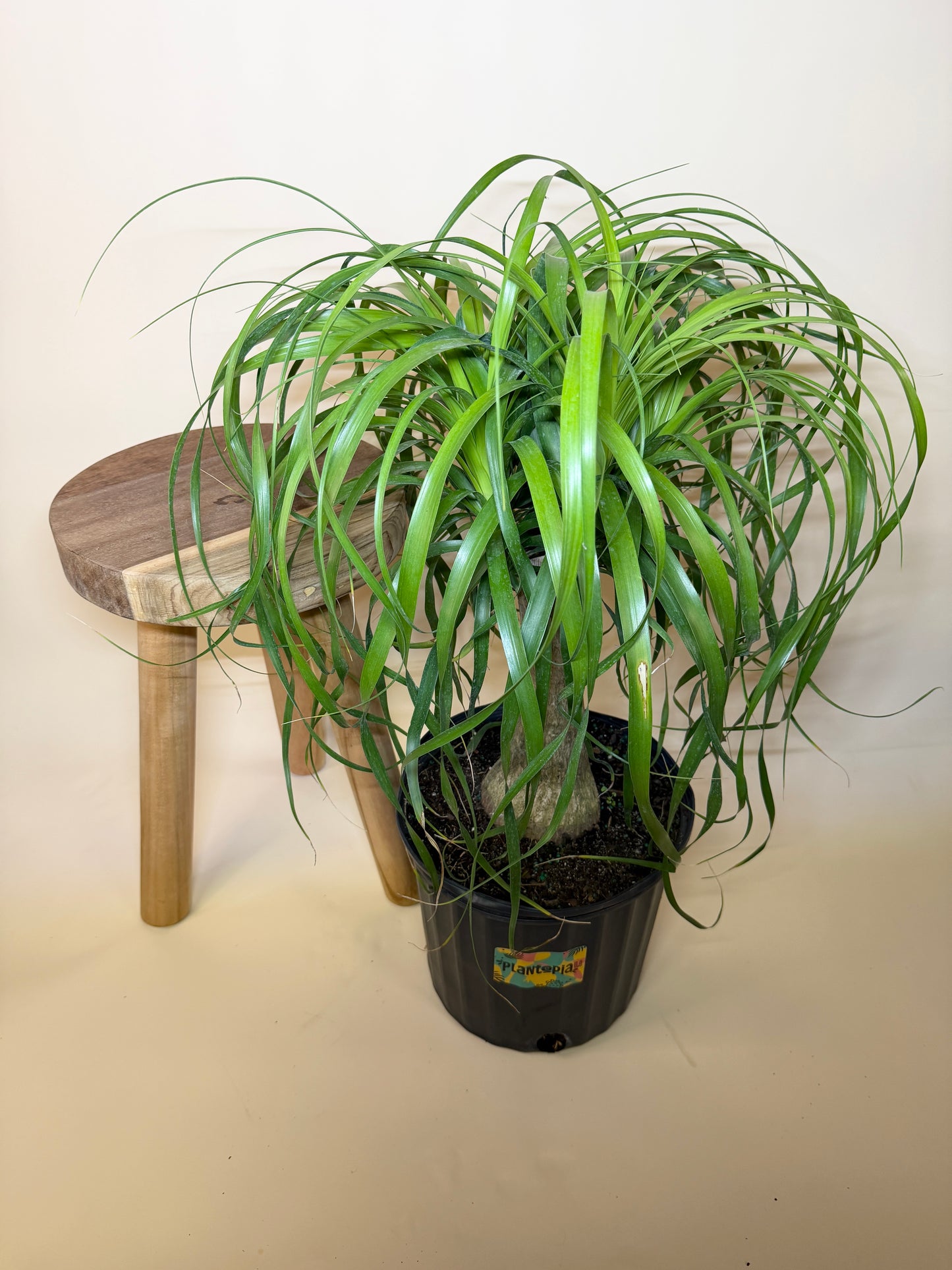 Palm Ponytail 10” Pot