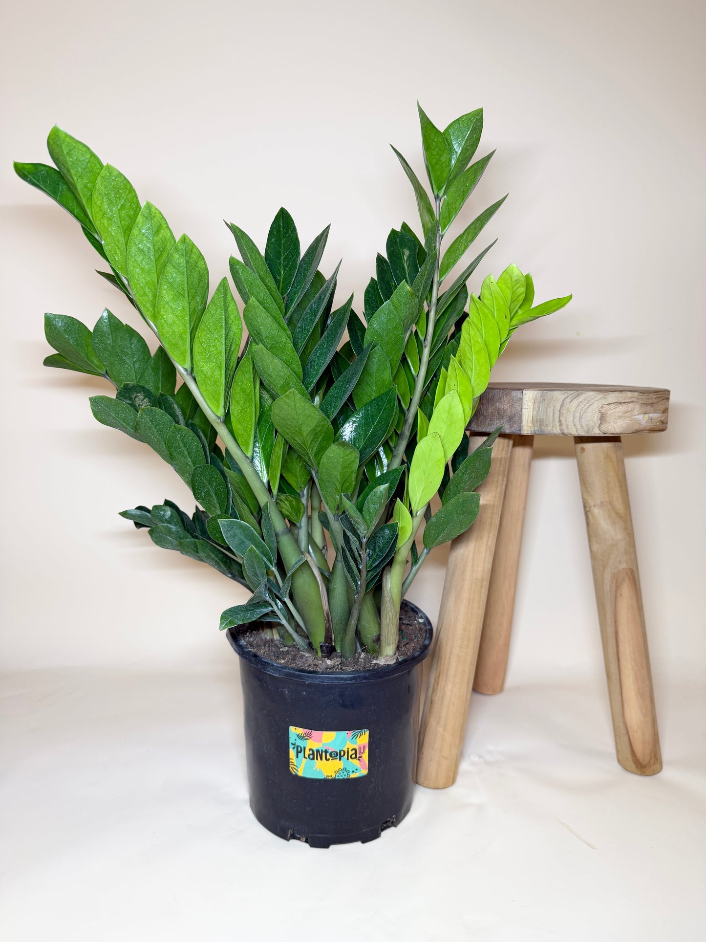 ZZ Plant 8” Pot