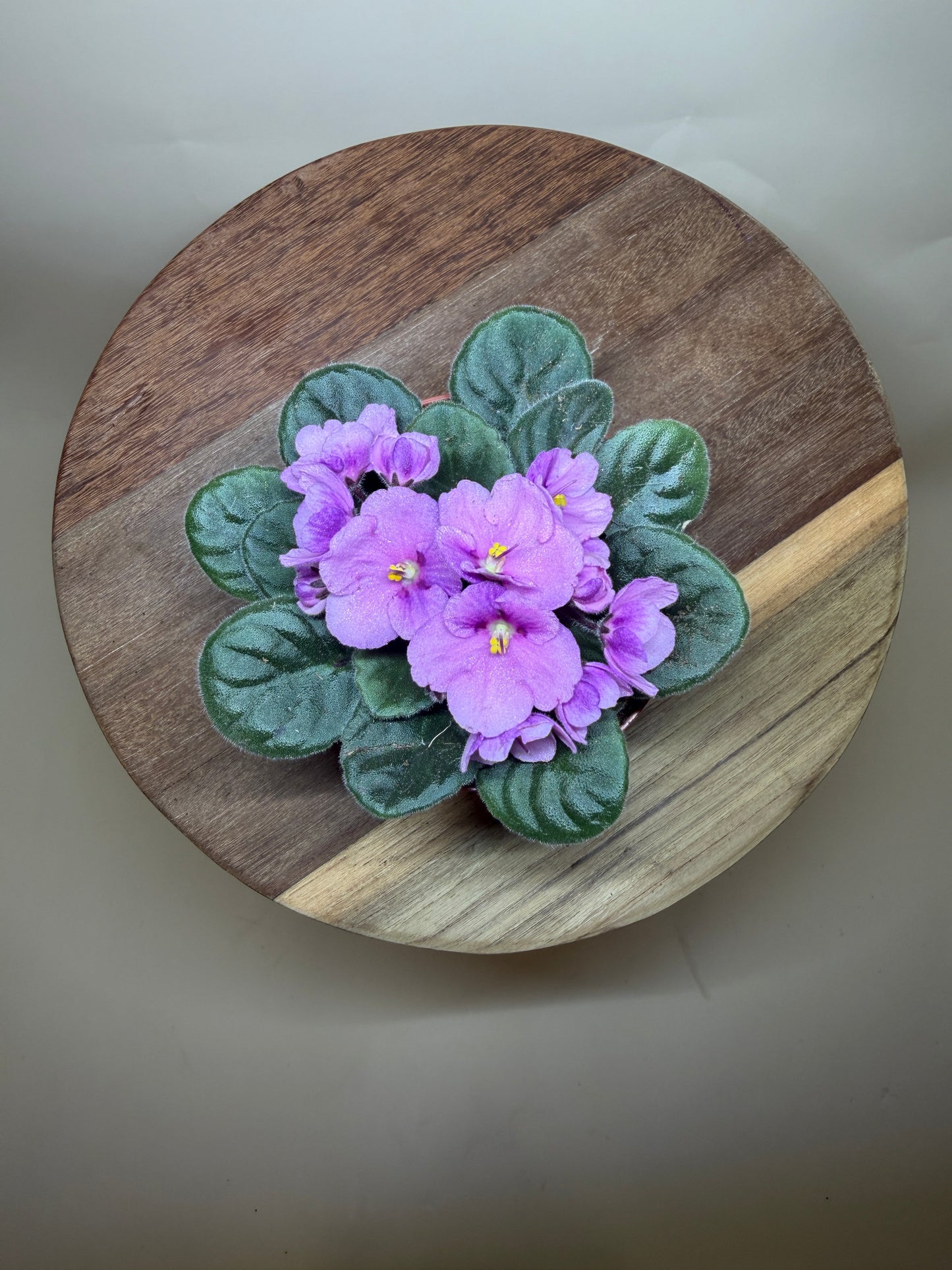 African Violet 4” Pot